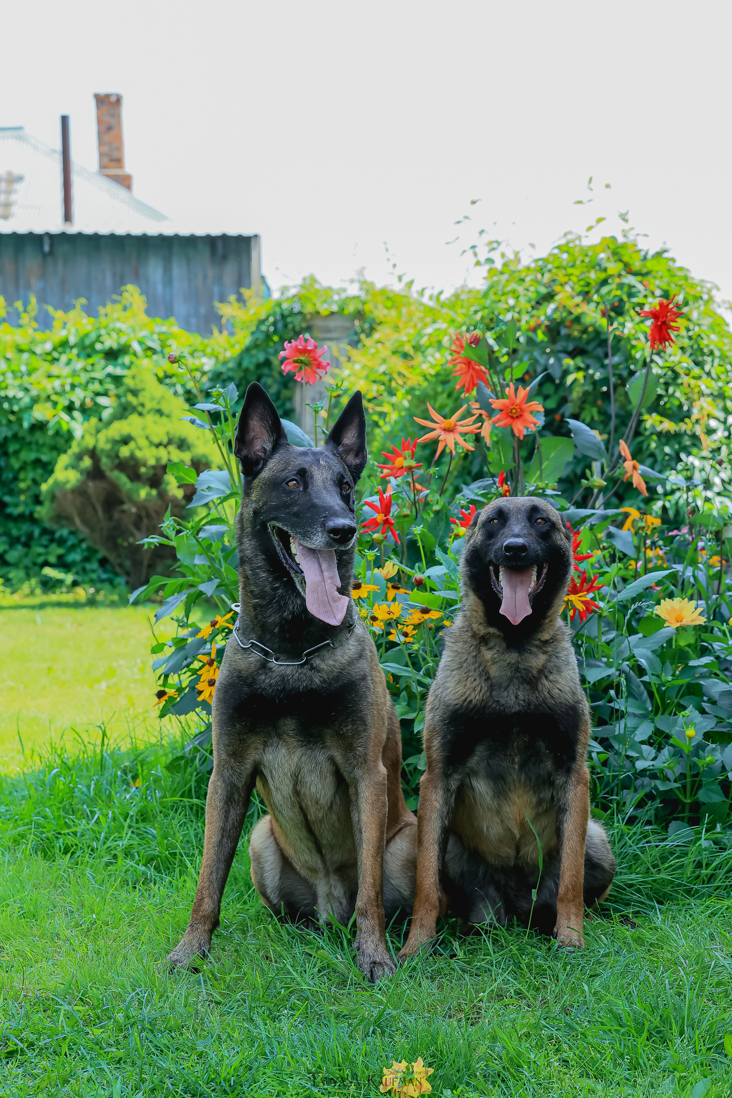 Фотосессия Малинуа. Фотограф Анималист из Новосибирска Татьяна Кауфман