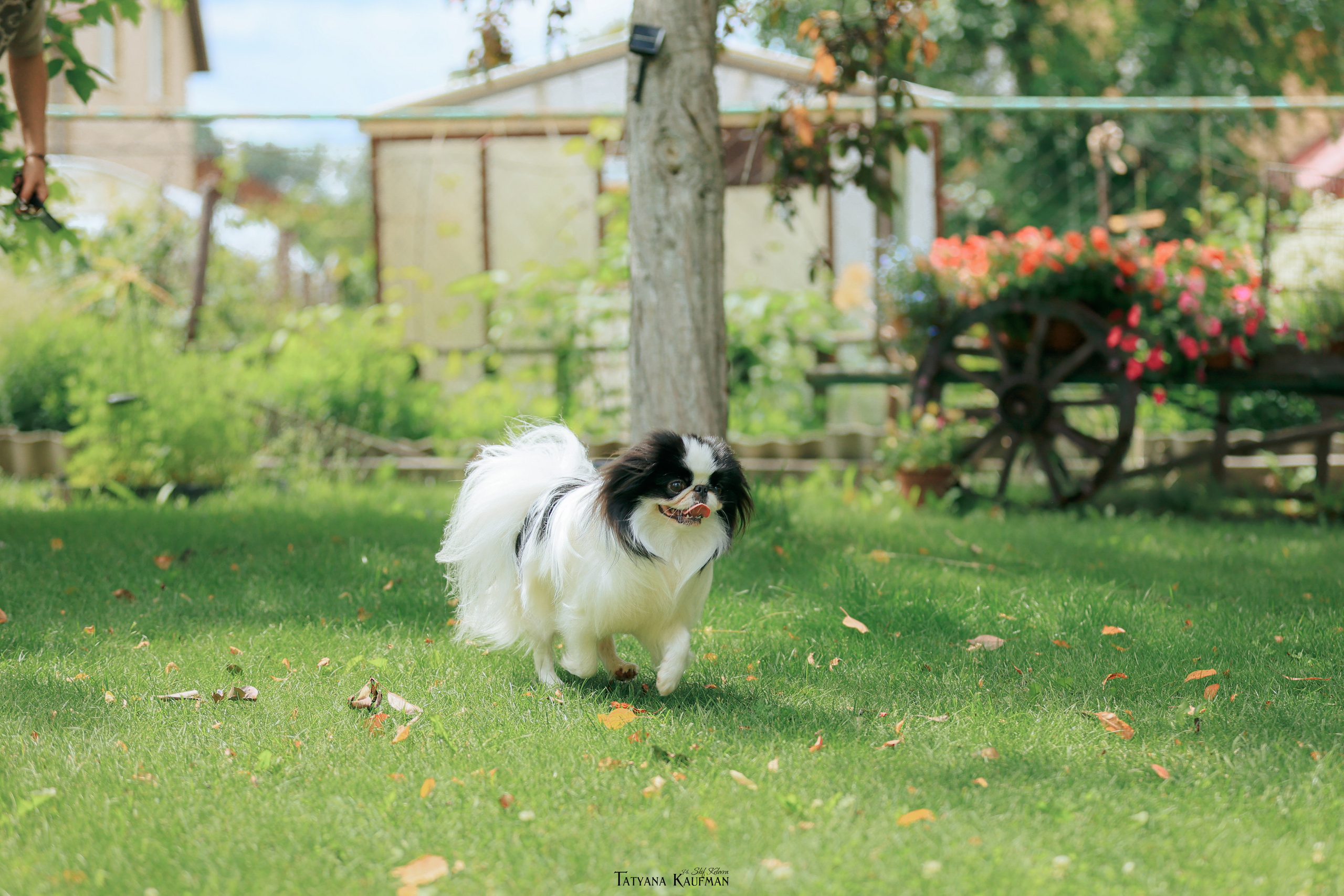 Фотосъемка японских хинов. Фотограф Анималист из Новосибирска Татьяна Кауфман