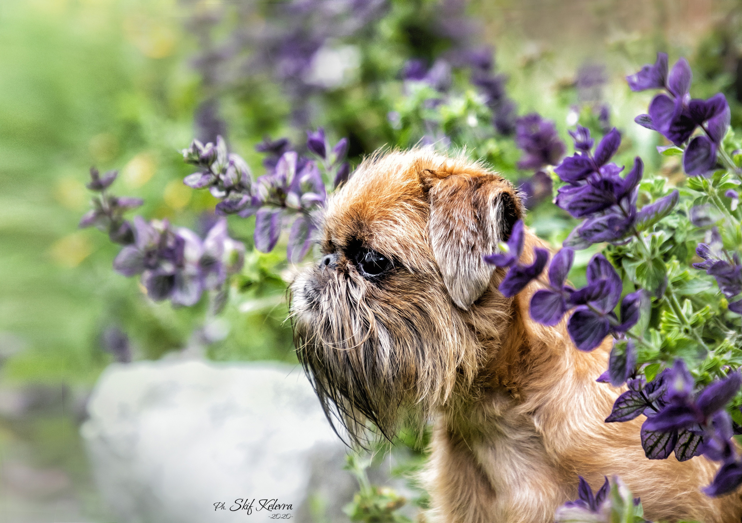 Фотограф Анималист Новосибирск Татьяна Кауфман. Фотографирую собаку. Фотосессия щенков. Фотосессия собак. Заказать съемки. Заказать фотосессию в Новосибирске. Фотосессия Новосибирск. Анималистика. Как фотографировать собак? Как сфотографировать собаку? Как фотографировать собак в движении. Съемка на выставке. Экстерьерная фотосессия
