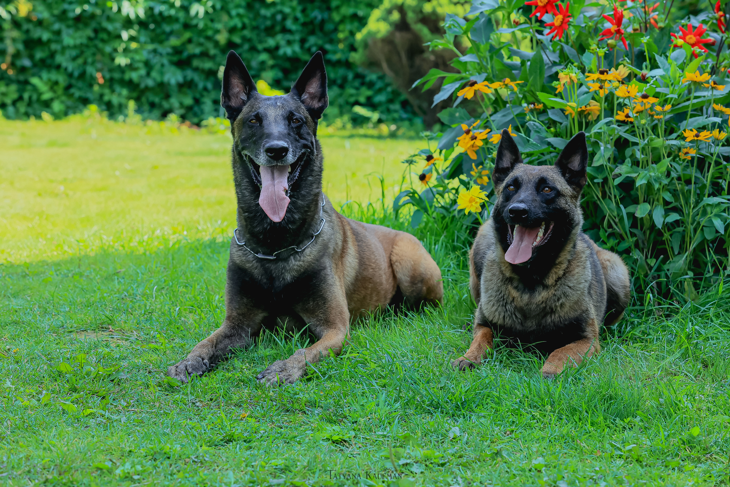 Фотосессия Малинуа. Фотограф Анималист из Новосибирска Татьяна Кауфман
