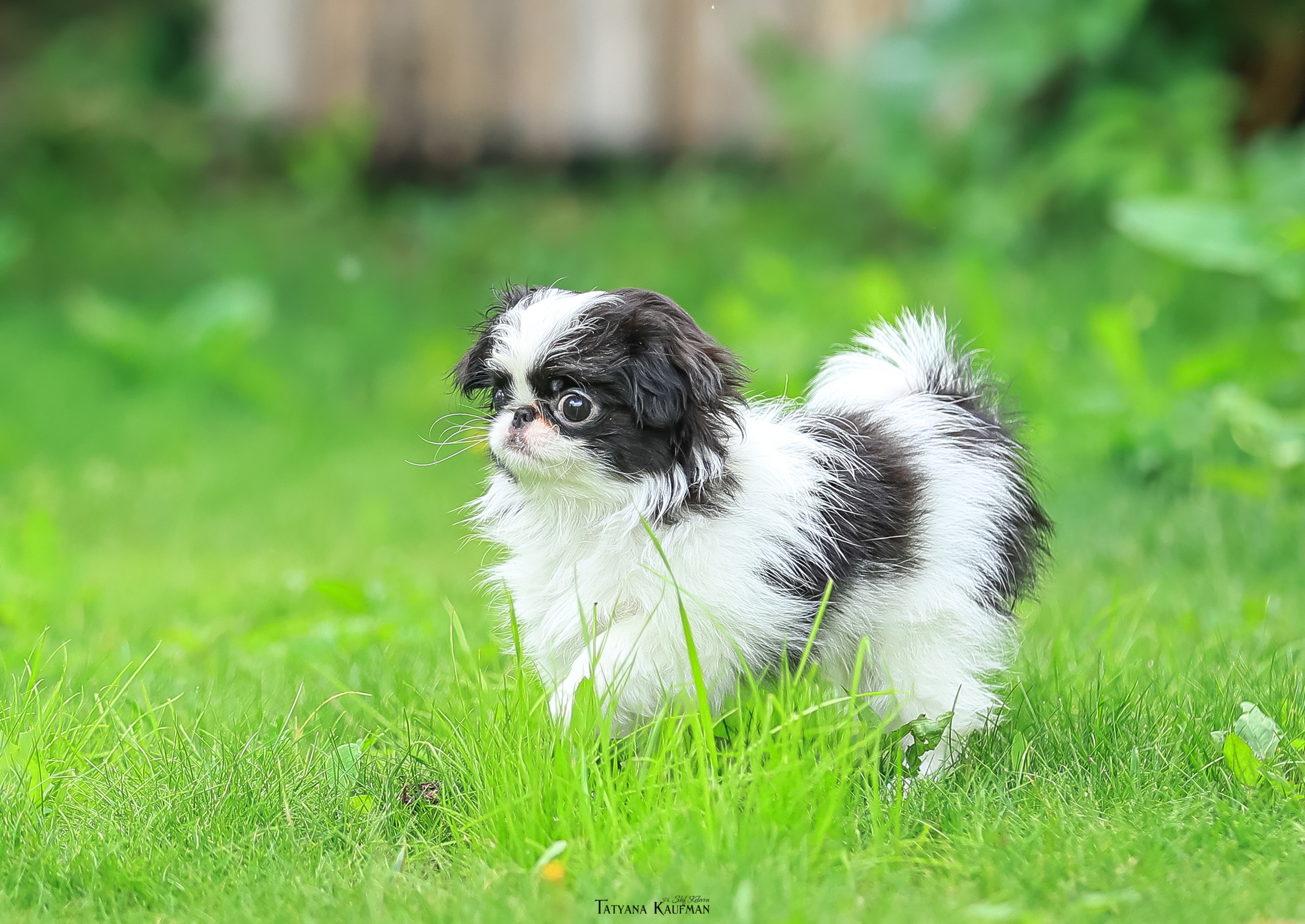 Фотосъемка японских хинов. Фотограф Анималист из Новосибирска Татьяна Кауфман