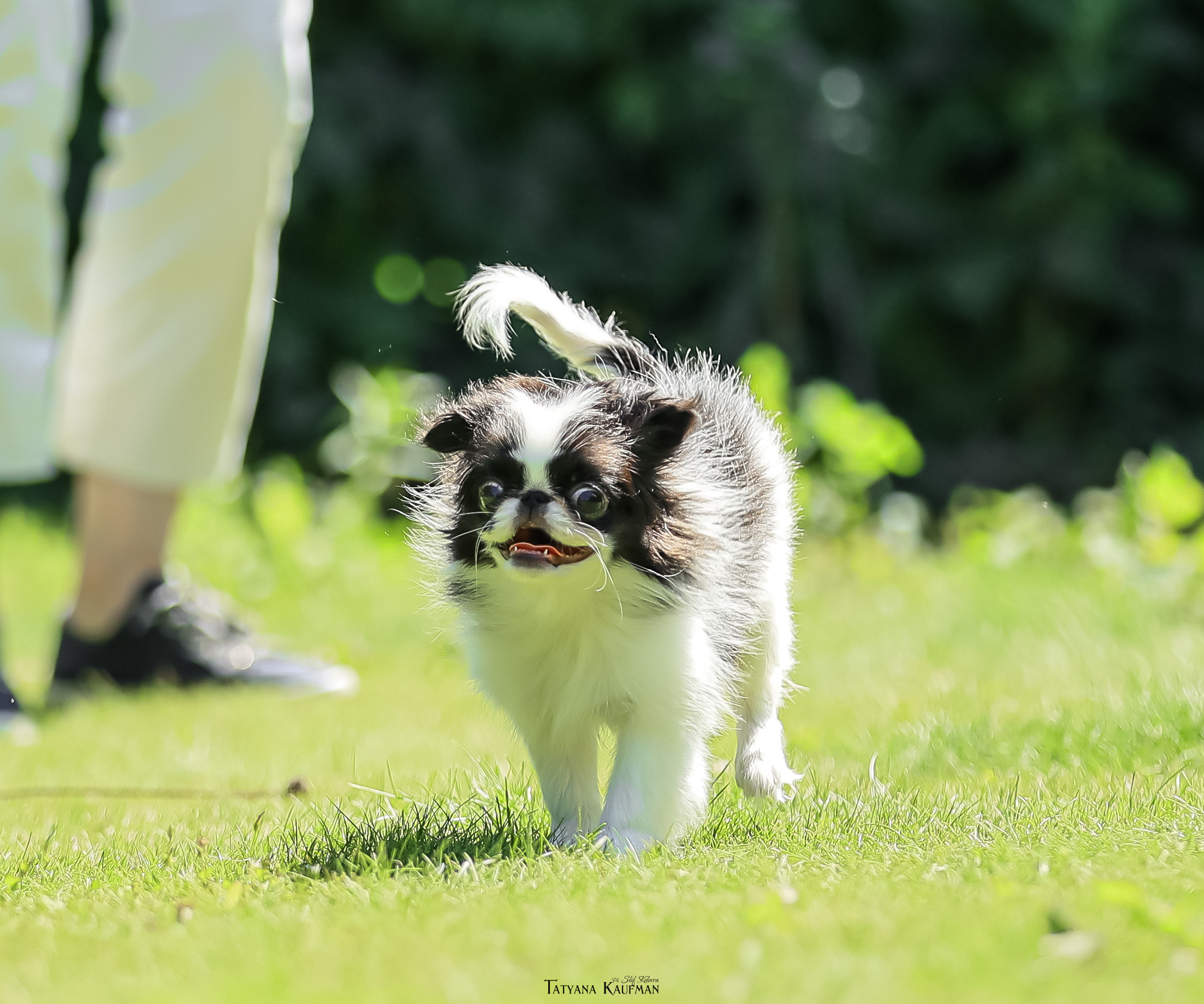 Японский хин, фотография японский хин, собака в цветах, красивая собака, фотограф анималист, фотокурс Анималистика, научиться фотографировать собак, фотограф Новосибирск