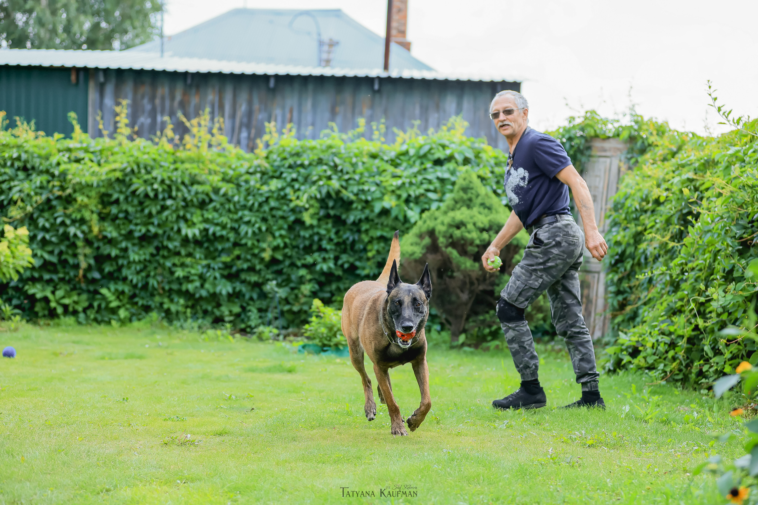 Фотосессия Малинуа. Фотограф Анималист из Новосибирска Татьяна Кауфман