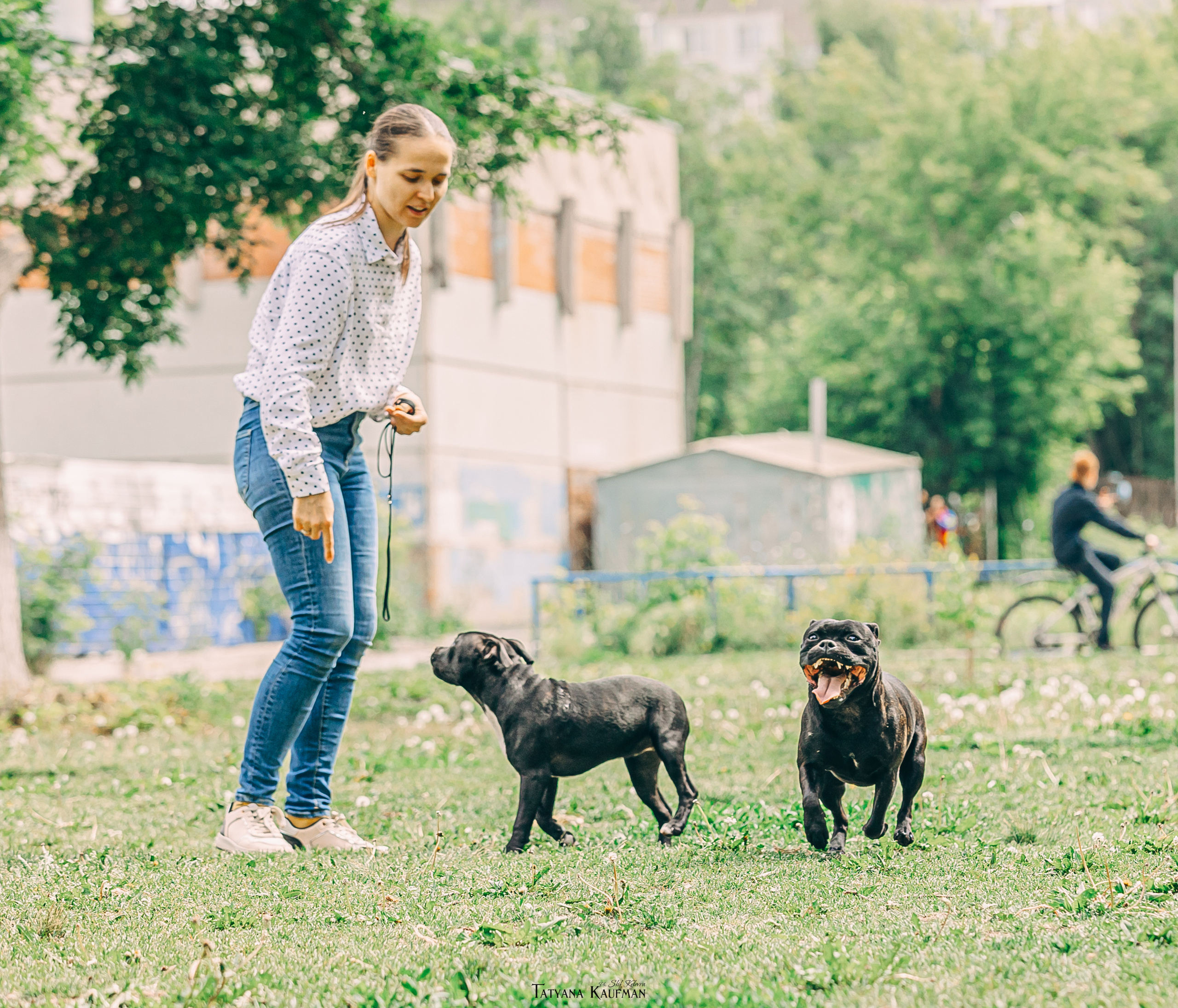 Фотосъемка стаффи. Фотограф Анималист из Новосибирска Татьяна Кауфман