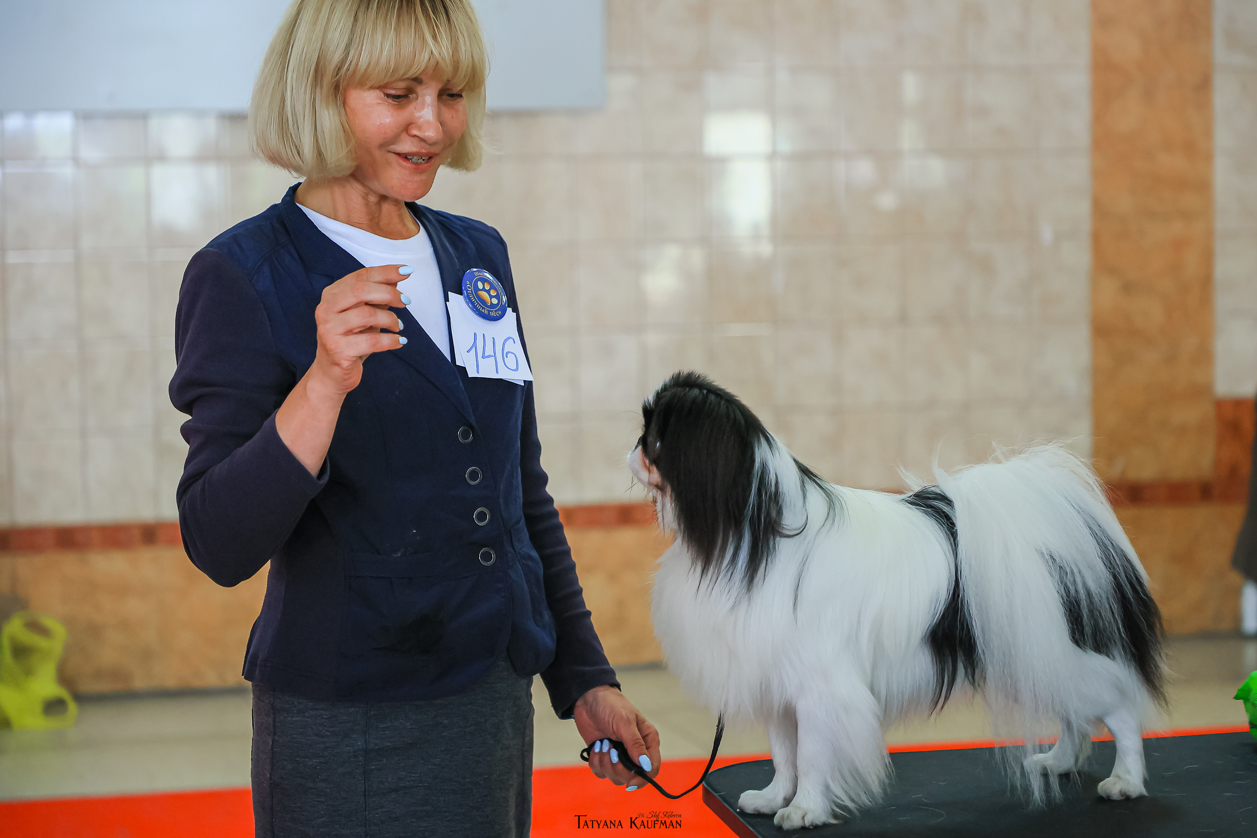 Японский хин, фотография японский хин, красивая собака, фотограф анималист, фотокурс Анималистика, научиться фотографировать собак, фотограф Новосибирск, фотосъемка на выставке, экстерьерная фотосессия, выставка собак Новосибирск