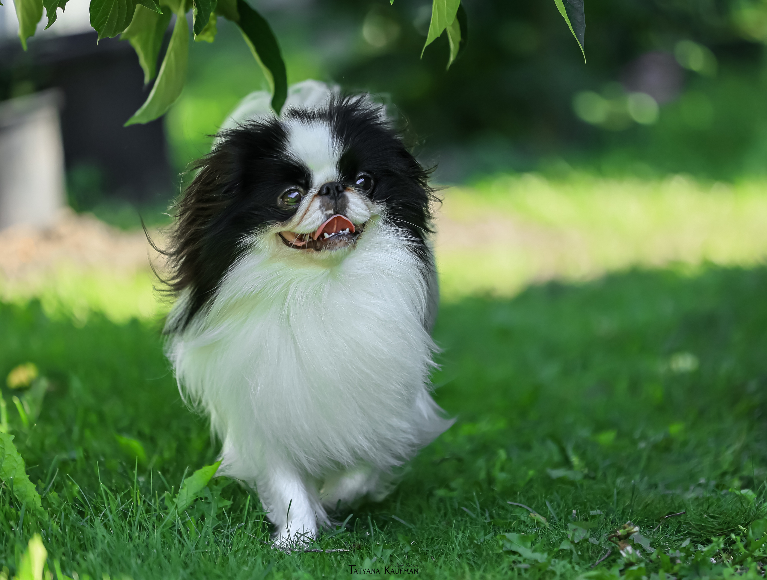 Японский хин, фотография японский хин, собака в цветах, красивая собака, фотограф анималист, фотокурс Анималистика, научиться фотографировать собак, фотограф Новосибирск