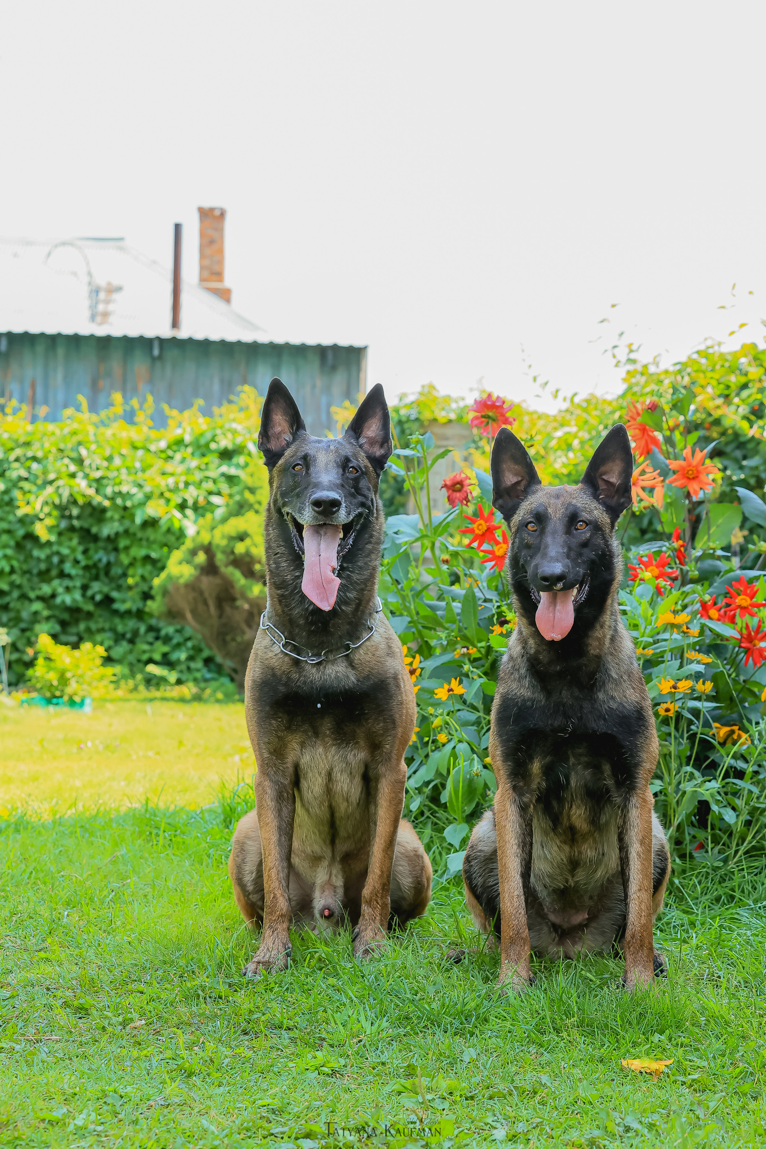 Фотосессия Малинуа. Фотограф Анималист из Новосибирска Татьяна Кауфман