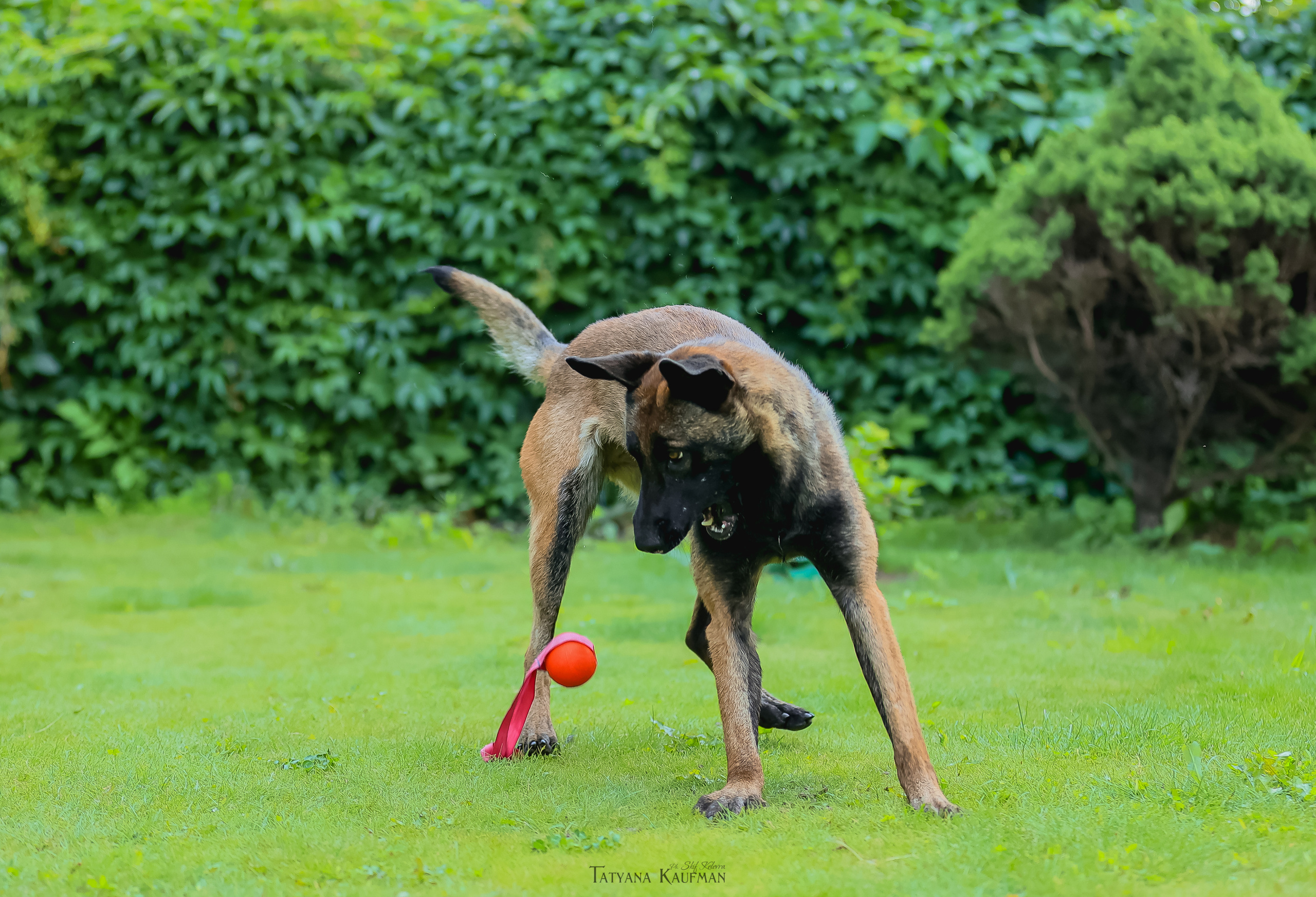 Фотосессия Малинуа. Фотограф Анималист из Новосибирска Татьяна Кауфман