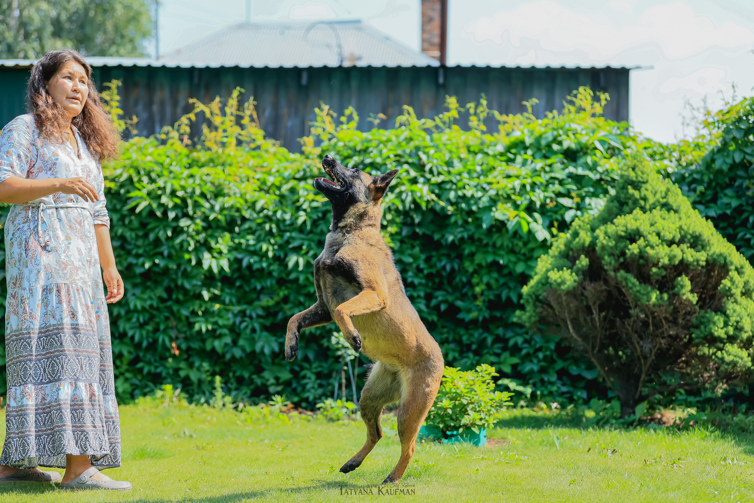 Фотосессия Малинуа. Фотограф Анималист из Новосибирска Татьяна Кауфман