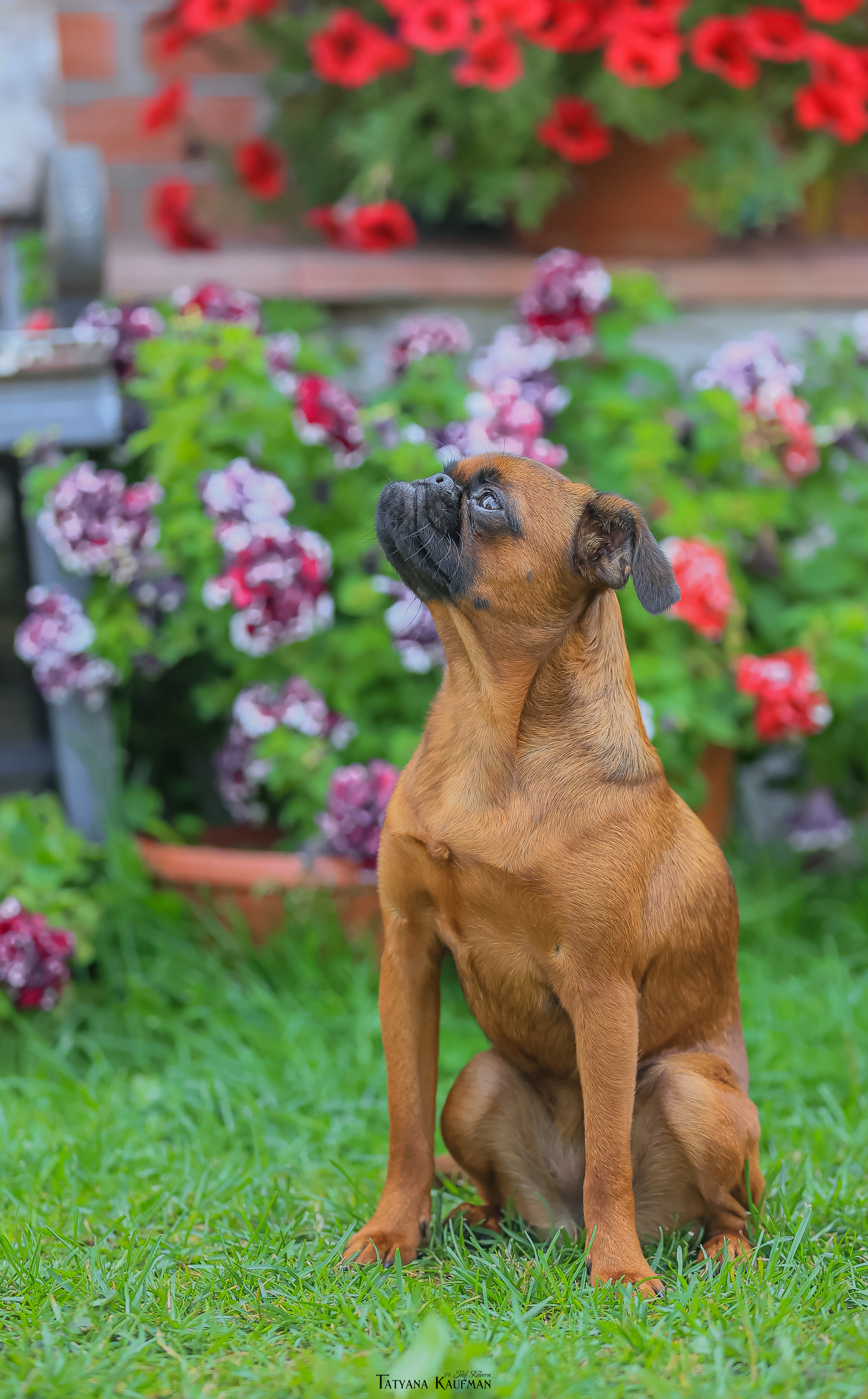 Малый брабансон, фотография брабансон, красивая собака, фотограф анималист, фотокурс Анималистика, научиться фотографировать собак, фотограф Новосибирск