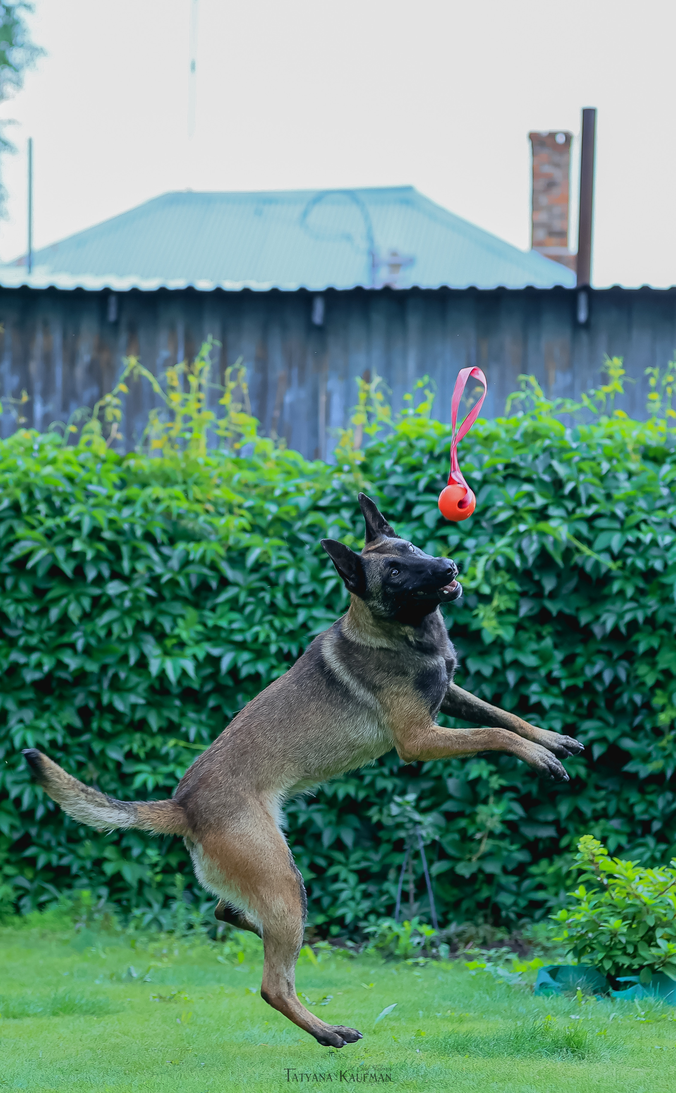 Фотосессия Малинуа. Фотограф Анималист из Новосибирска Татьяна Кауфман