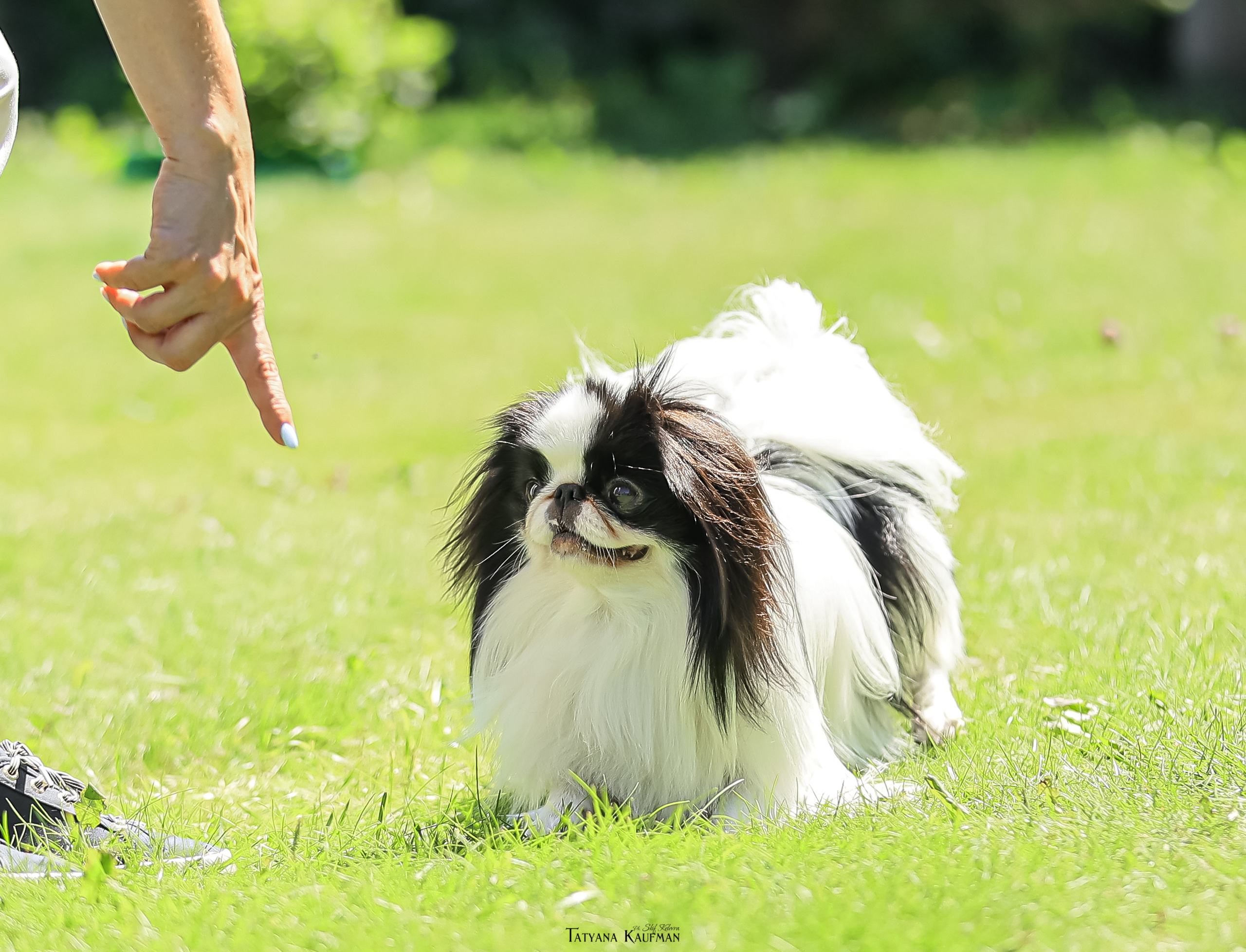 Японский хин, фотография японский хин, собака в цветах, красивая собака, фотограф анималист, фотокурс Анималистика, научиться фотографировать собак, фотограф Новосибирск