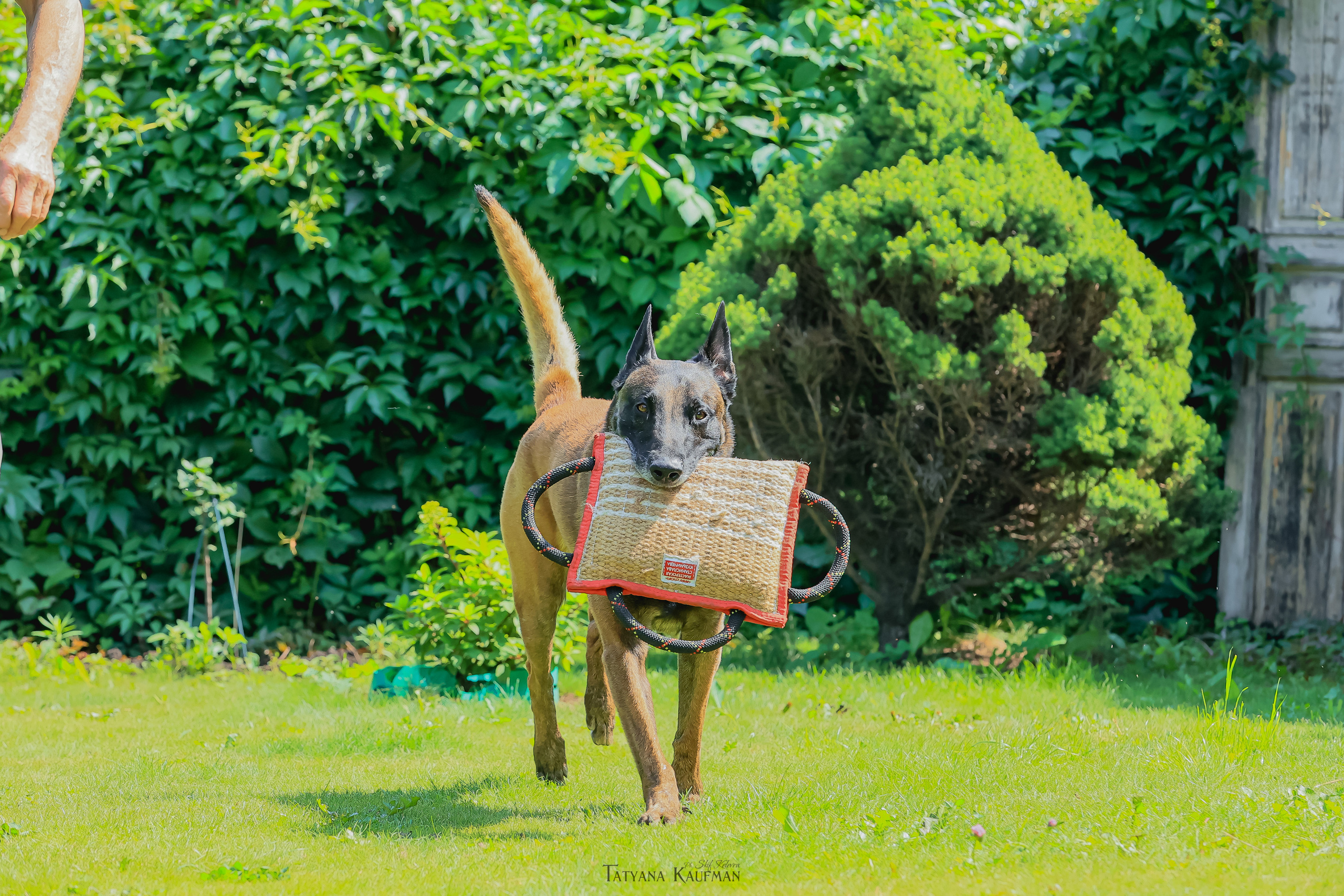Фотосессия Малинуа. Фотограф Анималист из Новосибирска Татьяна Кауфман