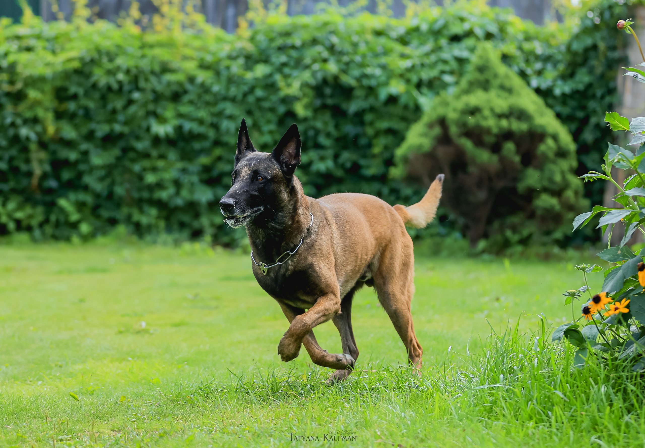 Фотосессия Малинуа. Фотограф Анималист из Новосибирска Татьяна Кауфман