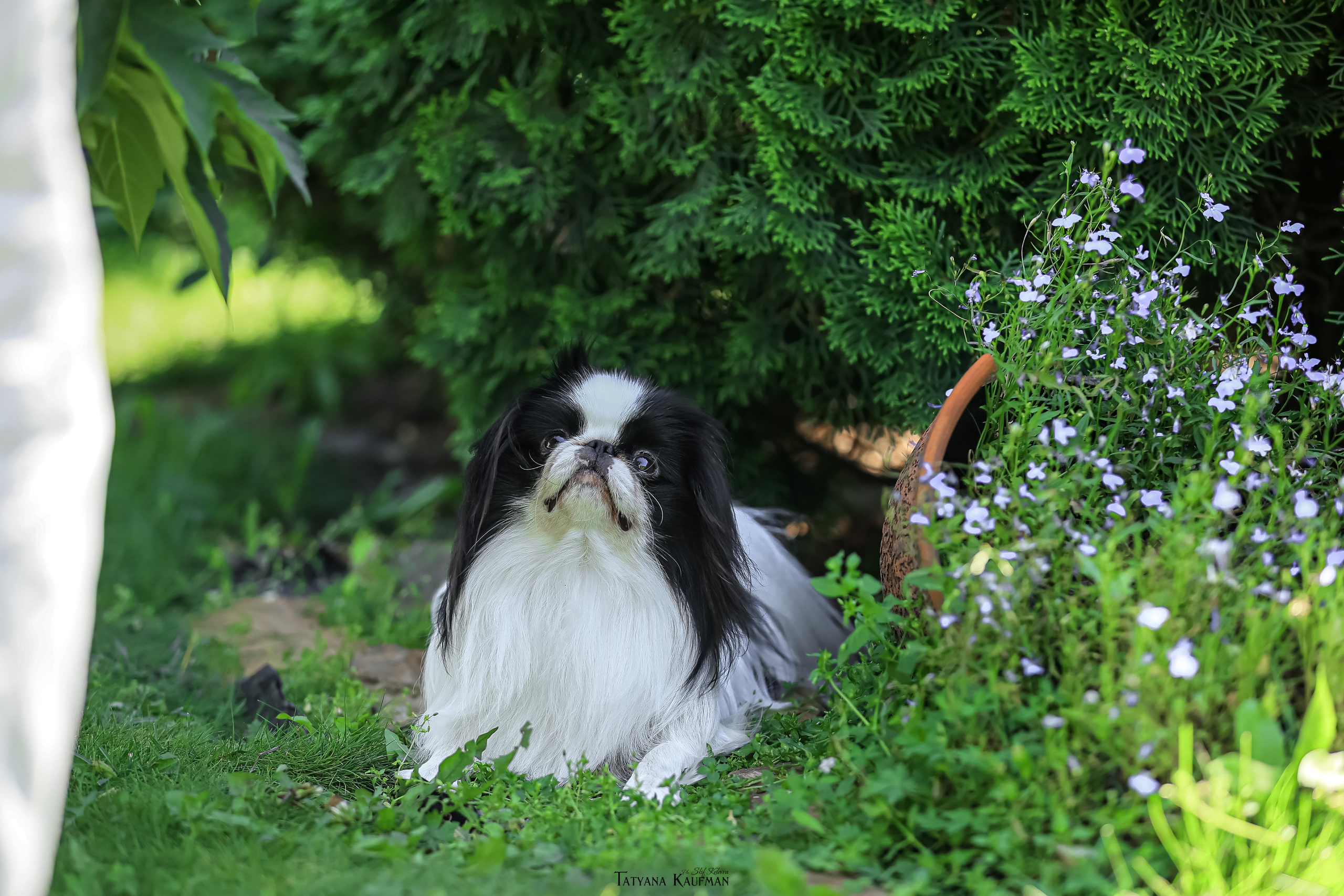 Японский хин, фотография японский хин, собака в цветах, красивая собака, фотограф анималист, фотокурс Анималистика, научиться фотографировать собак, фотограф Новосибирск