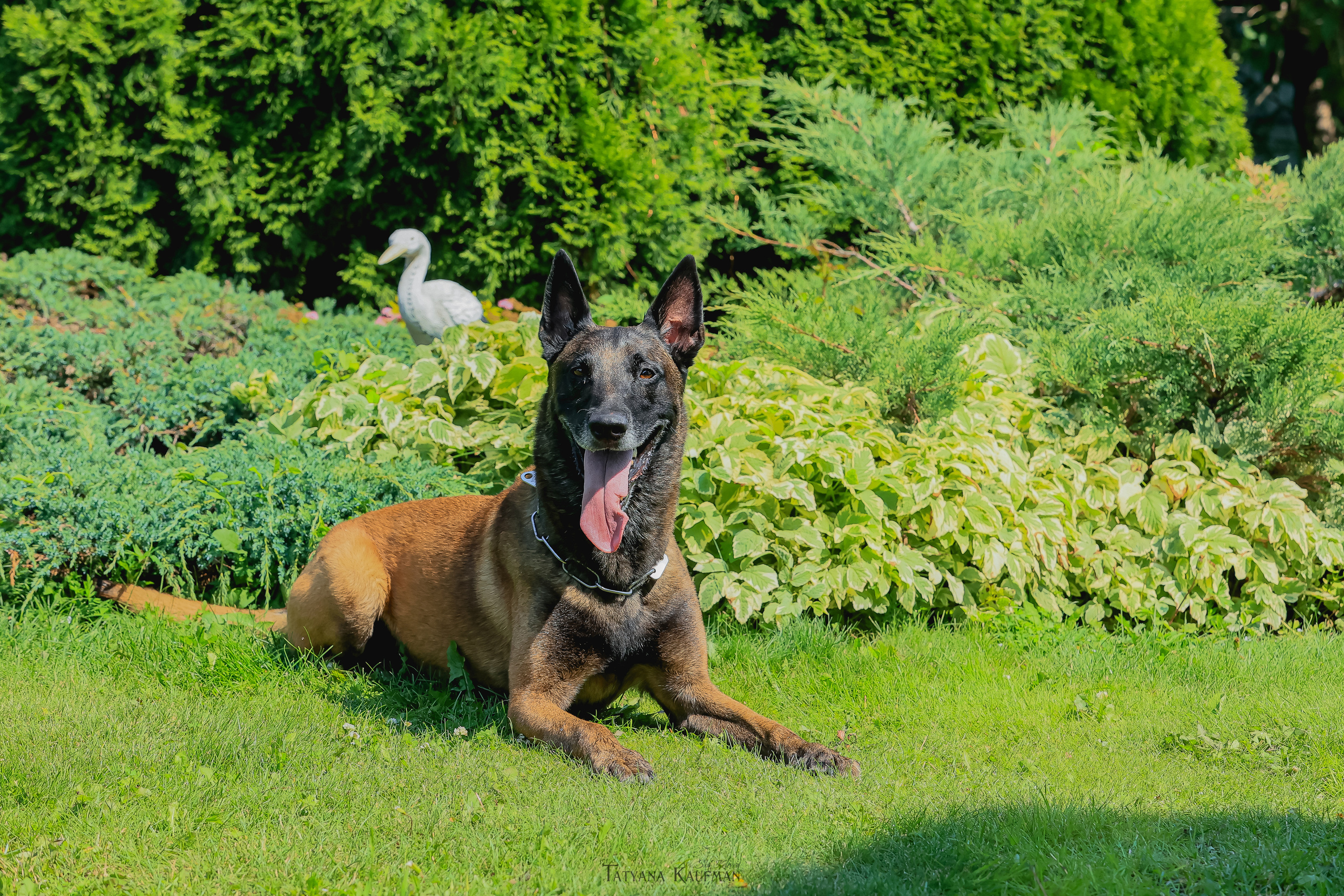 Фотосессия Малинуа. Фотограф Анималист из Новосибирска Татьяна Кауфман