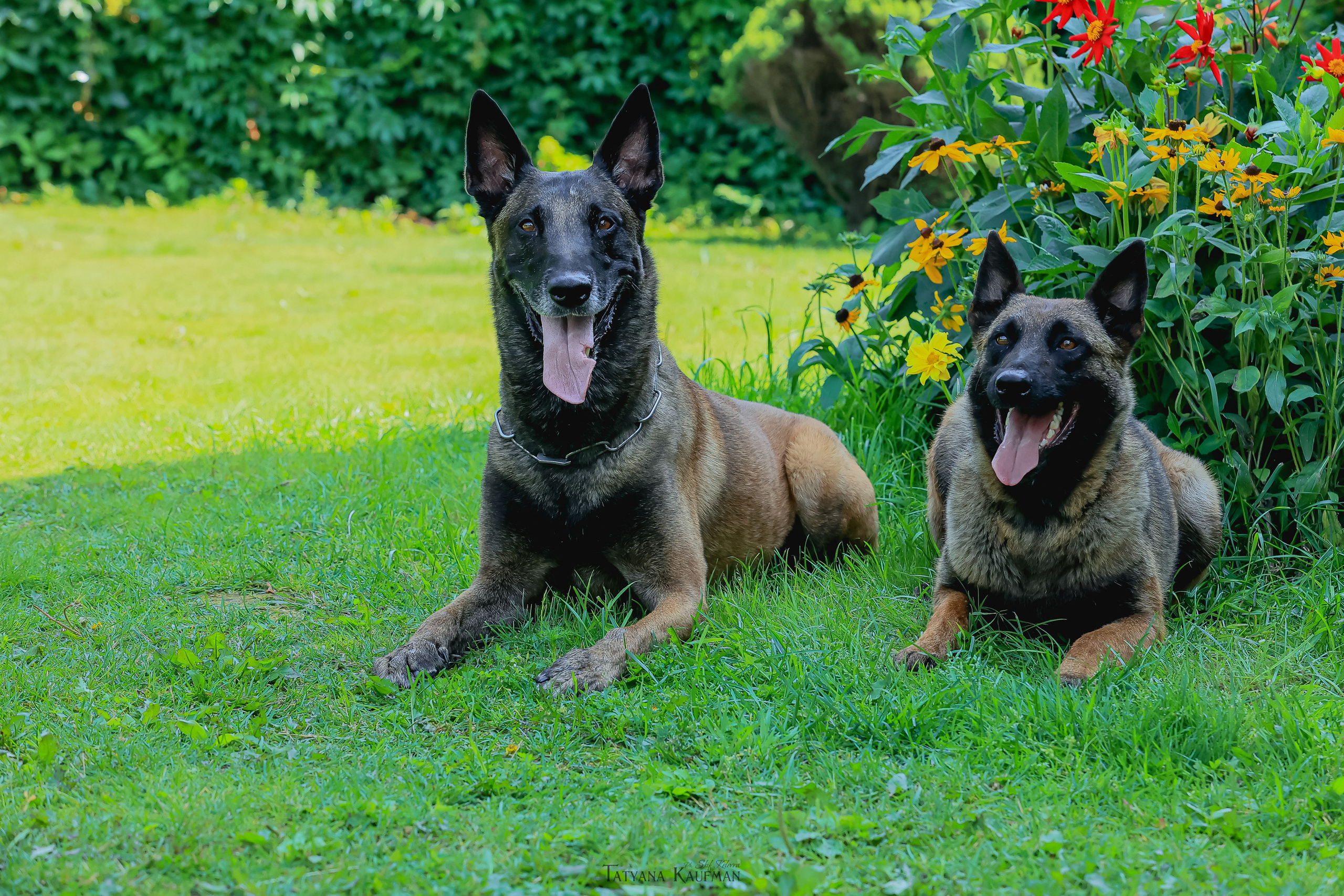 Фотосессия Малинуа. Фотограф Анималист из Новосибирска Татьяна Кауфман