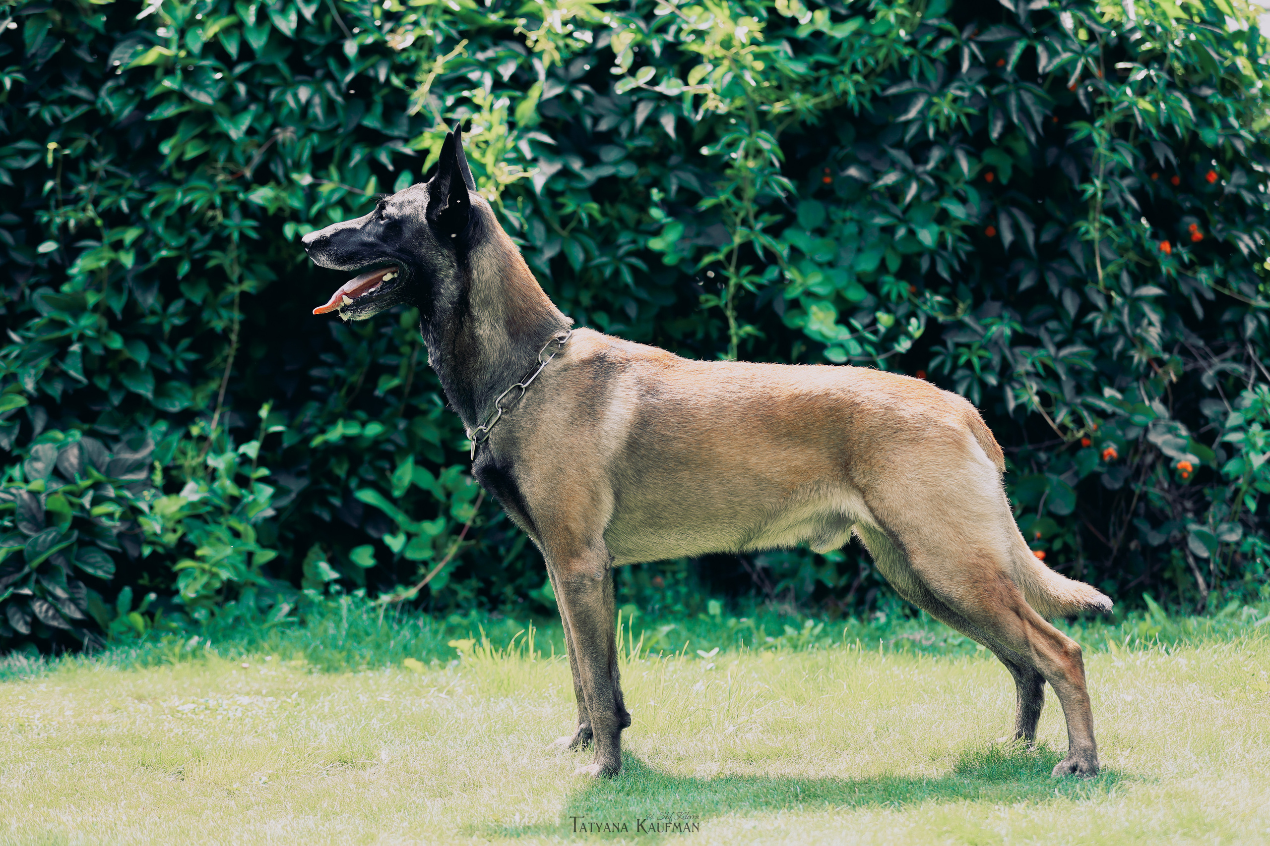 Фотосессия Малинуа. Фотограф Анималист из Новосибирска Татьяна Кауфман