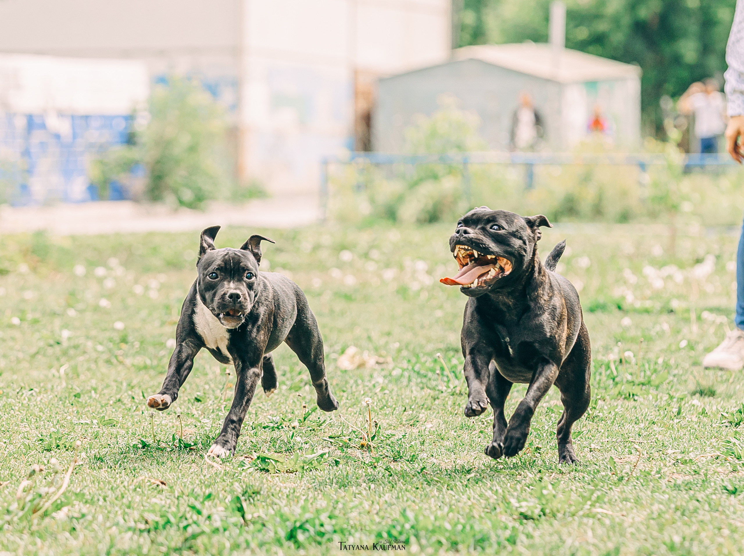 Фотосъемка стаффи. Фотограф Анималист из Новосибирска Татьяна Кауфман