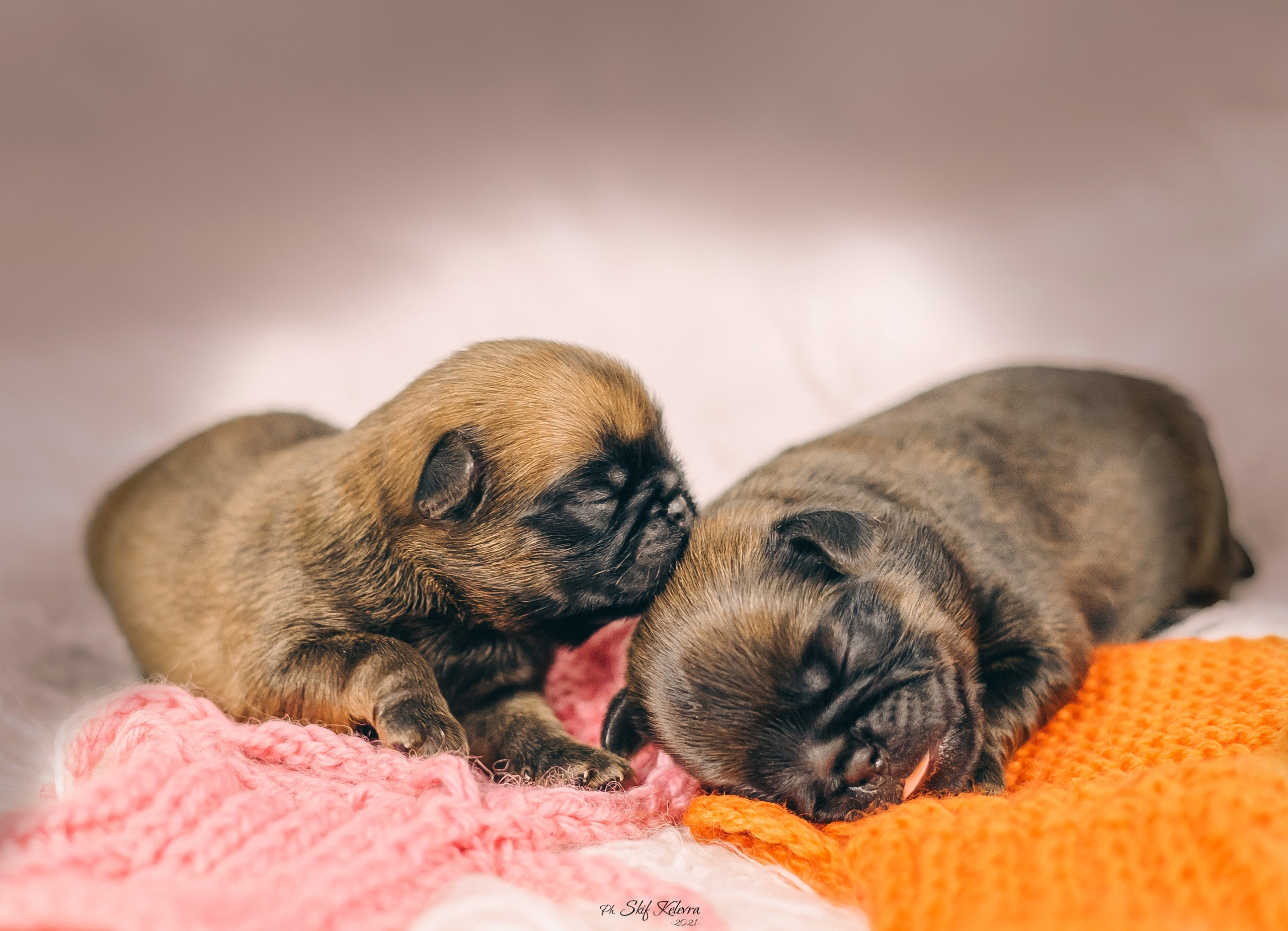 Щенки гриффона, малые брабансоны, съемка щенков