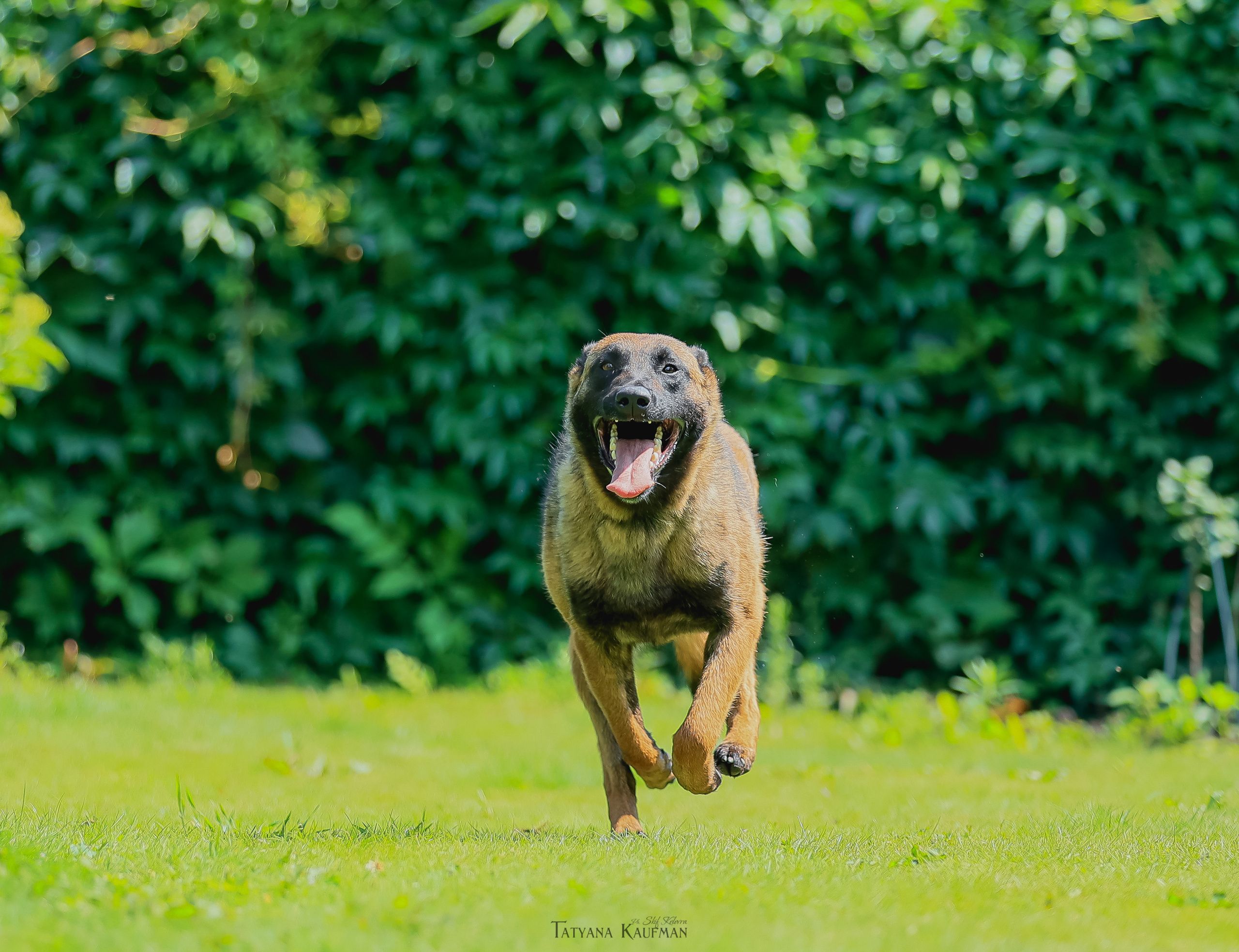 Фотосессия Малинуа. Фотограф Анималист из Новосибирска Татьяна Кауфман