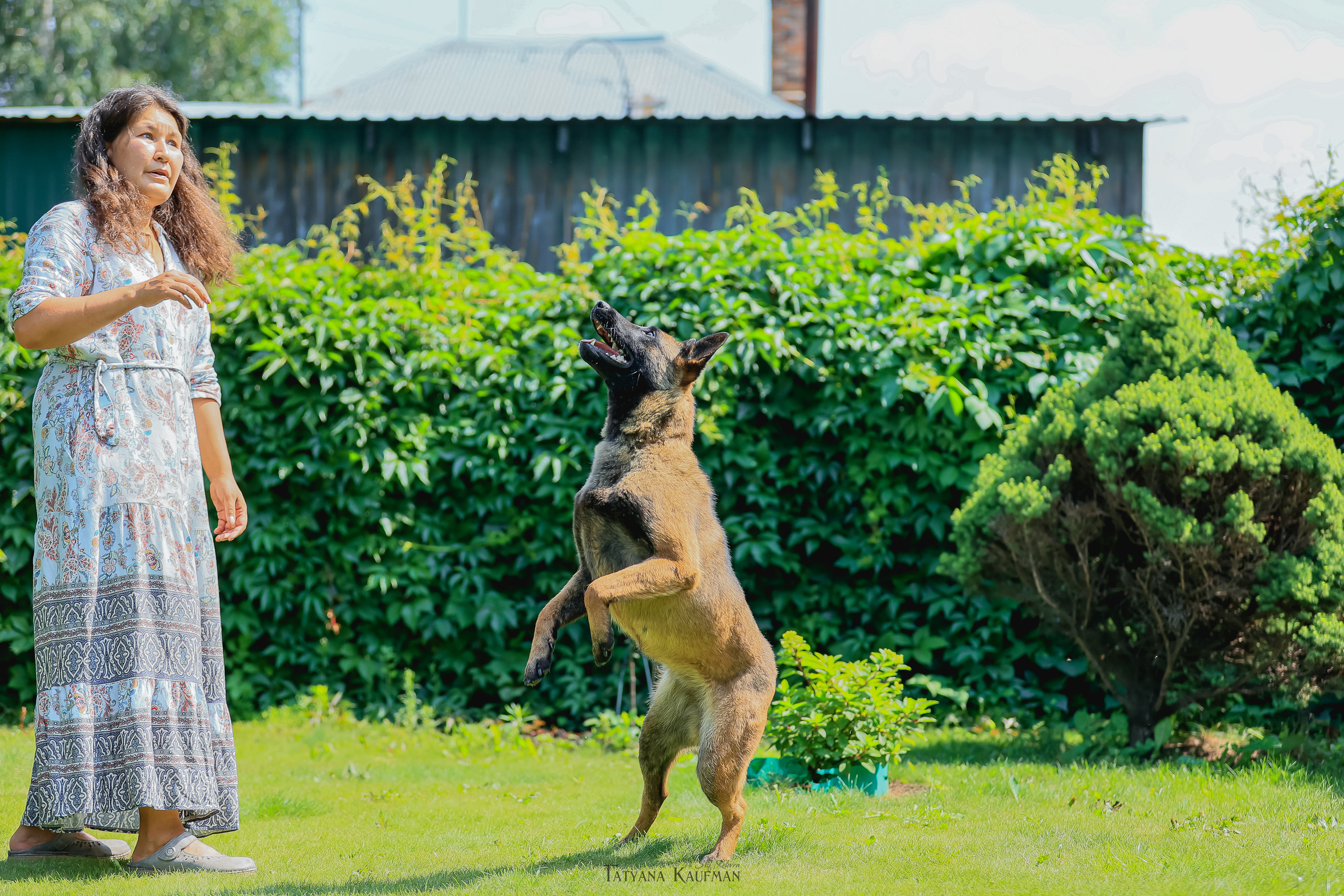 Фотосессия Малинуа. Фотограф Анималист из Новосибирска Татьяна Кауфман