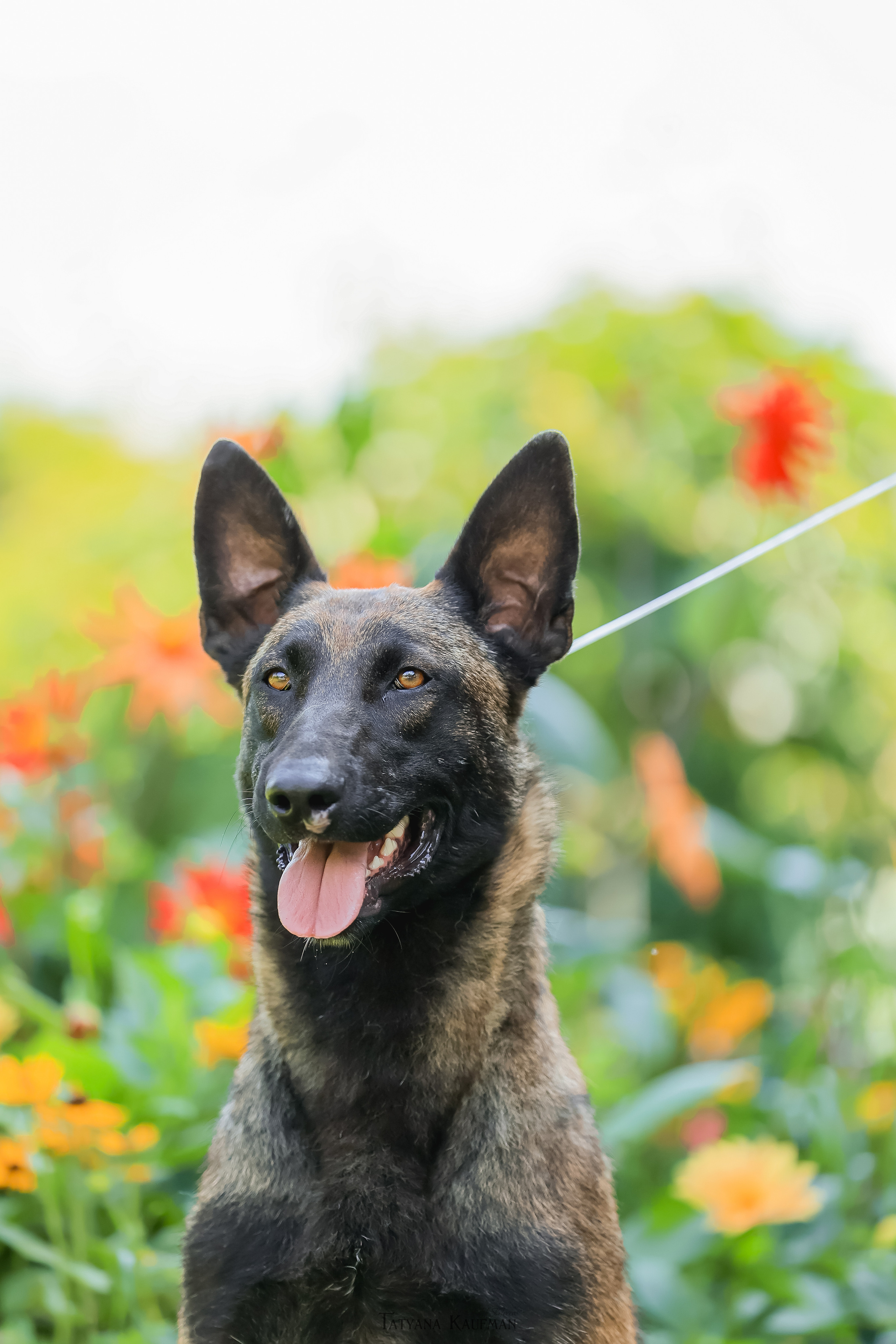 Фотосессия Малинуа. Фотограф Анималист из Новосибирска Татьяна Кауфман