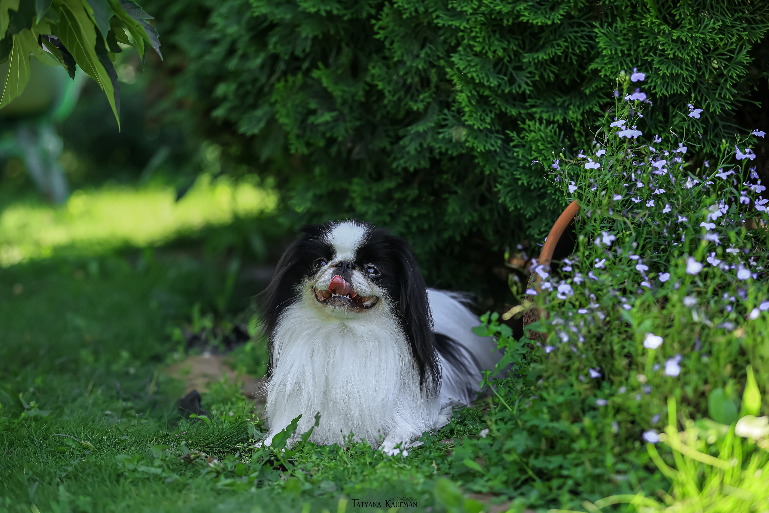 Японский хин, фотография японский хин, собака в цветах, красивая собака, фотограф анималист, фотокурс Анималистика, научиться фотографировать собак, фотограф Новосибирск