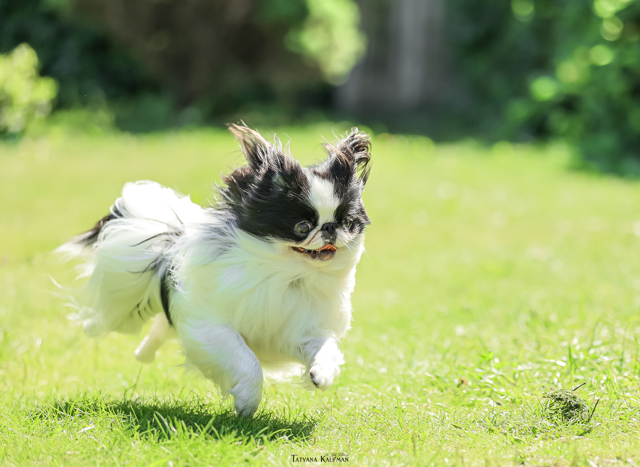Японский хин, фотография японский хин, собака в цветах, красивая собака, фотограф анималист, фотокурс Анималистика, научиться фотографировать собак, фотограф Новосибирск