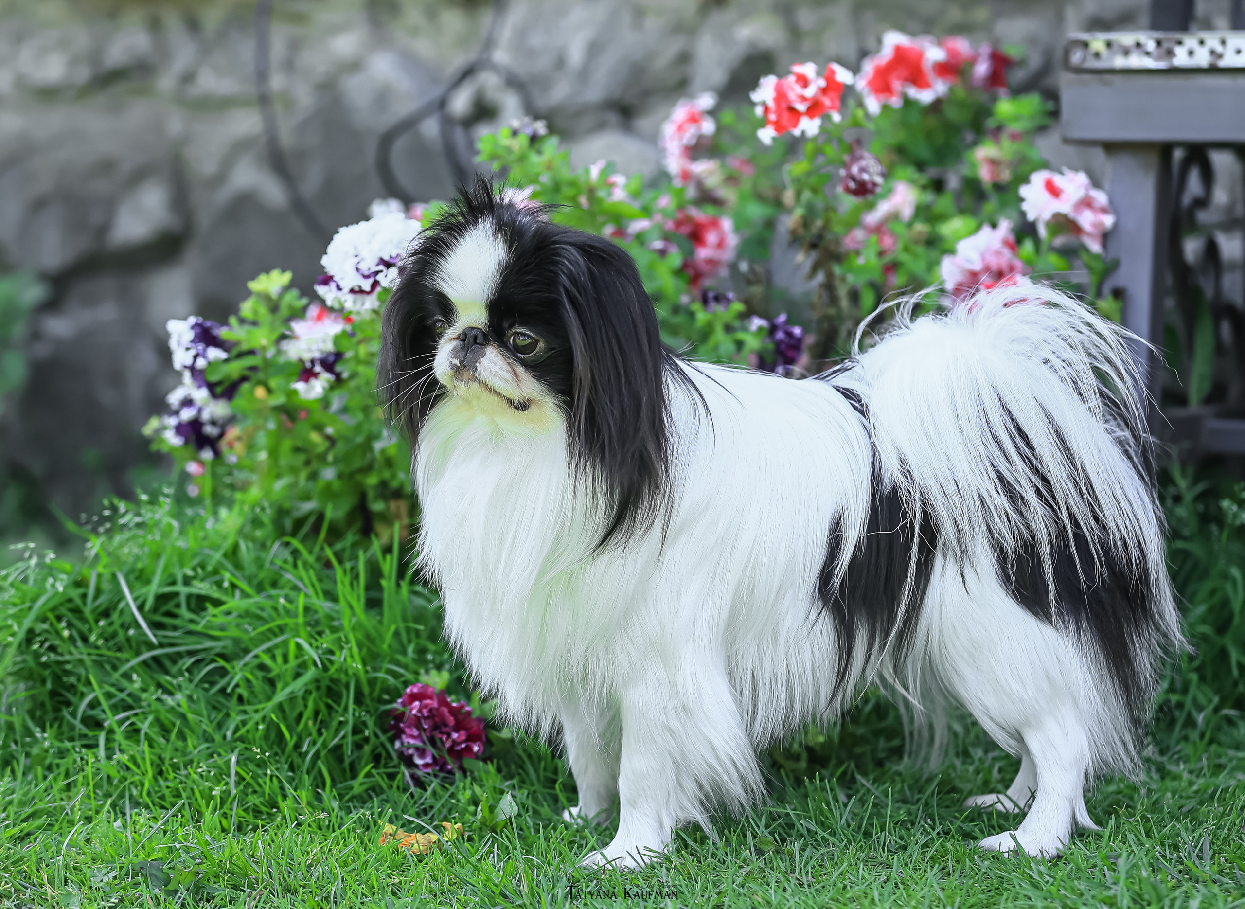 Японский хин, фотография японский хин, собака в цветах, красивая собака, фотограф анималист, фотокурс Анималистика, научиться фотографировать собак, фотограф Новосибирск