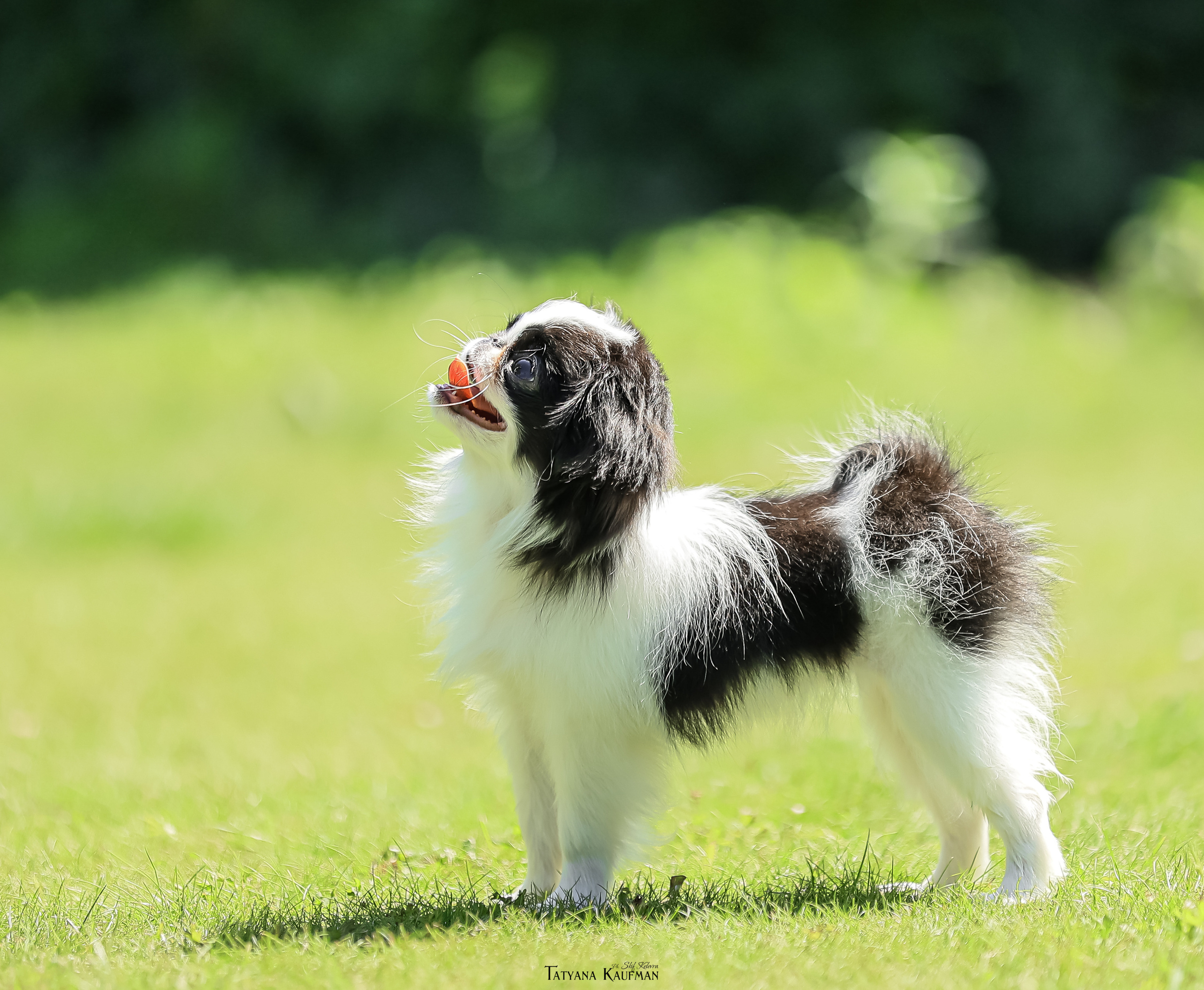 Японский хин, фотография японский хин, собака в цветах, красивая собака, фотограф анималист, фотокурс Анималистика, научиться фотографировать собак, фотограф Новосибирск