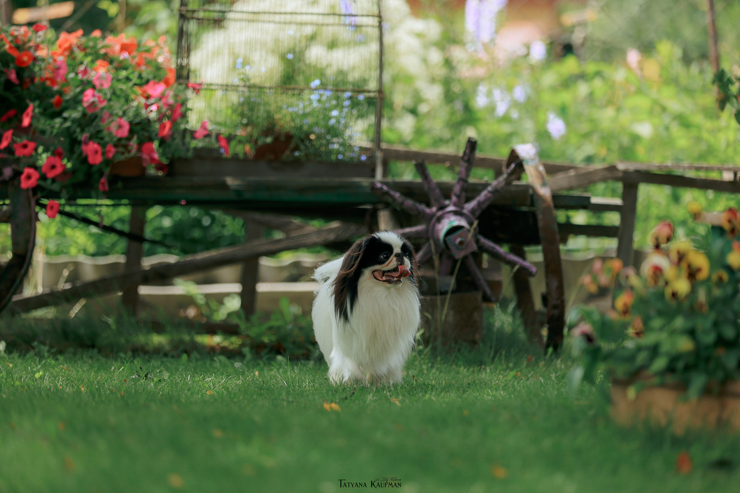 Фотосъемка японских хинов. Фотограф Анималист из Новосибирска Татьяна Кауфман