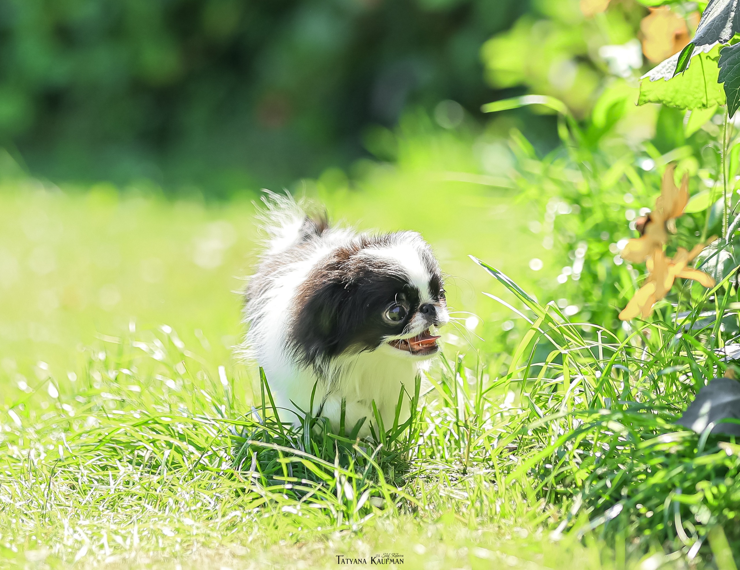 Японский хин, фотография японский хин, собака в цветах, красивая собака, фотограф анималист, фотокурс Анималистика, научиться фотографировать собак, фотограф Новосибирск