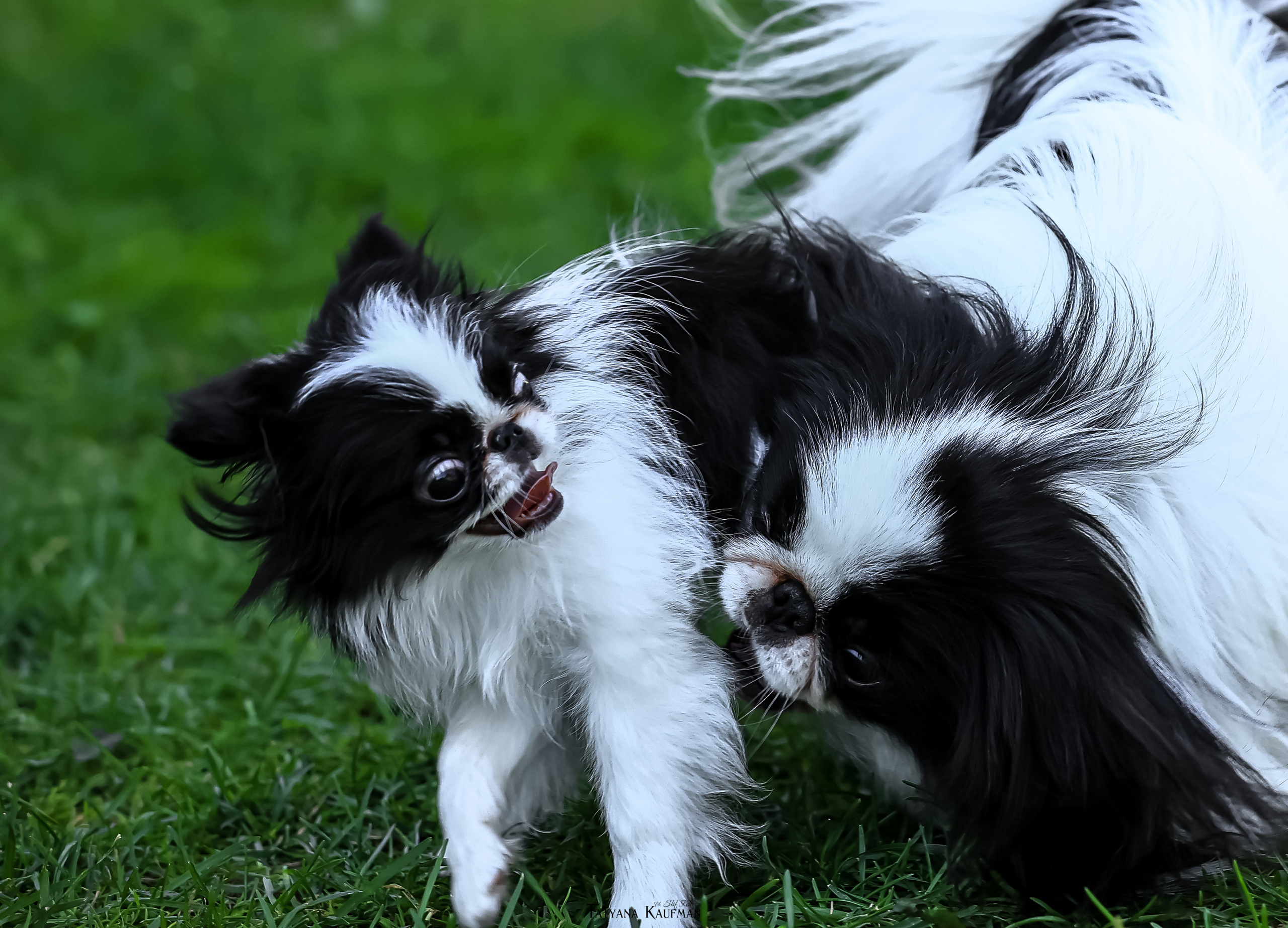 Японский хин, фотография японский хин, собака в цветах, красивая собака, фотограф анималист, фотокурс Анималистика, научиться фотографировать собак, фотограф Новосибирск