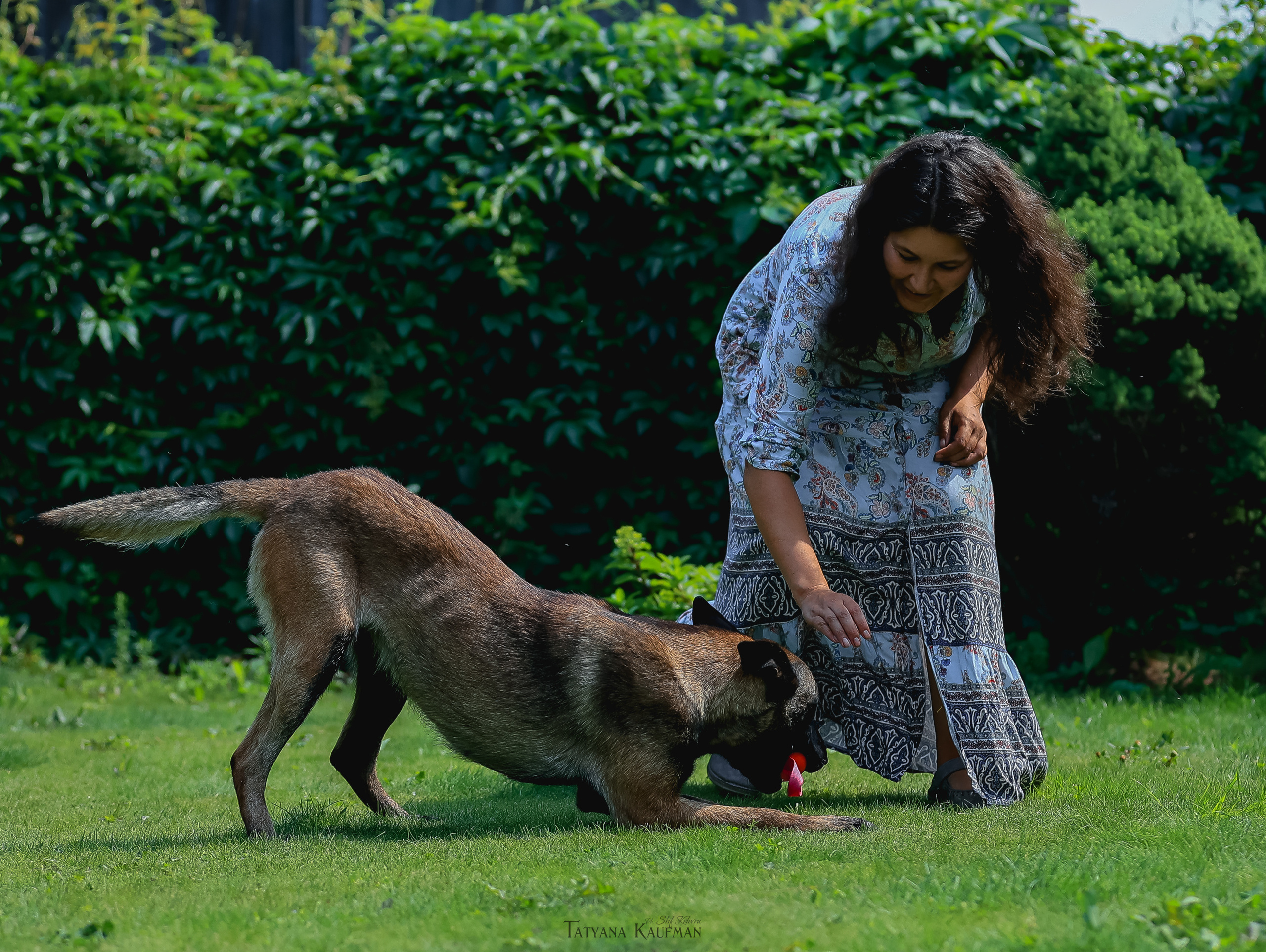 Фотосессия Малинуа. Фотограф Анималист из Новосибирска Татьяна Кауфман
