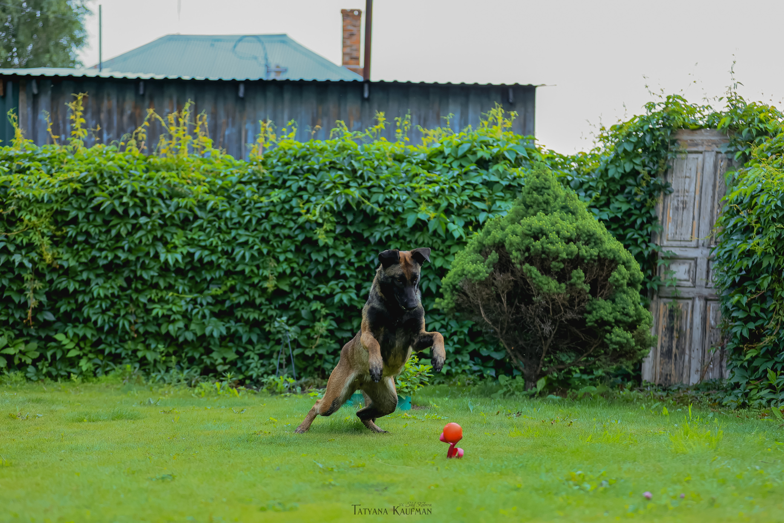 Фотосессия Малинуа. Фотограф Анималист из Новосибирска Татьяна Кауфман