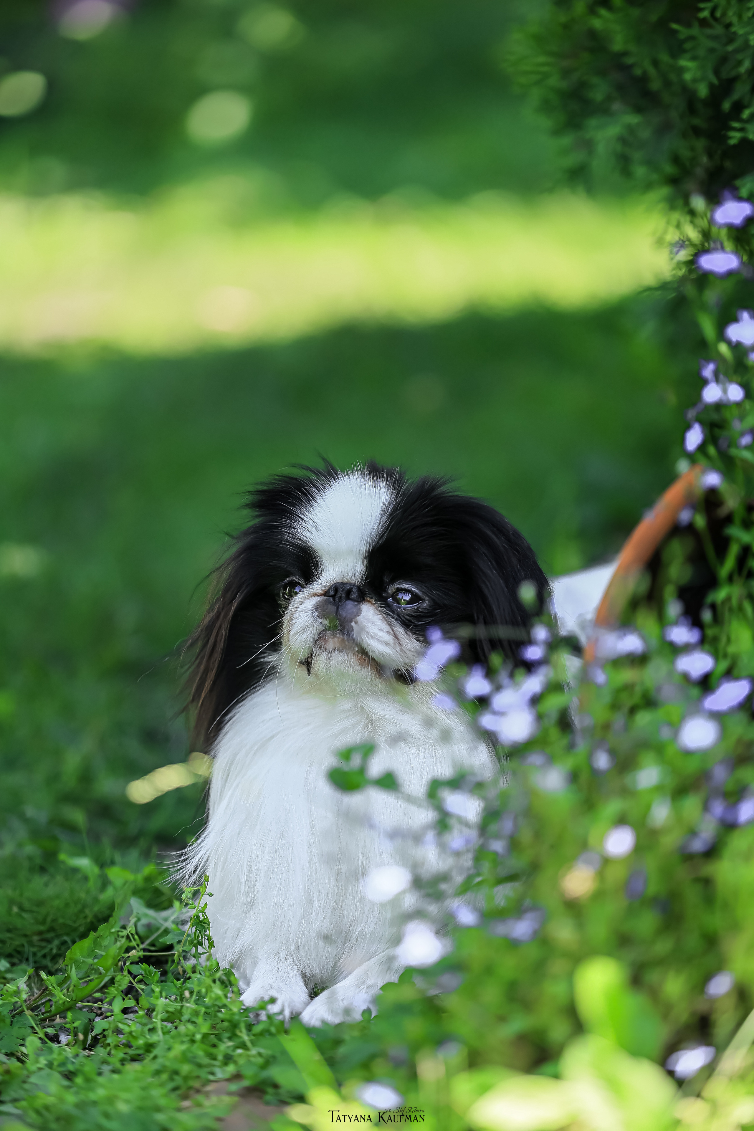 Японский хин, фотография японский хин, собака в цветах, красивая собака, фотограф анималист, фотокурс Анималистика, научиться фотографировать собак, фотограф Новосибирск