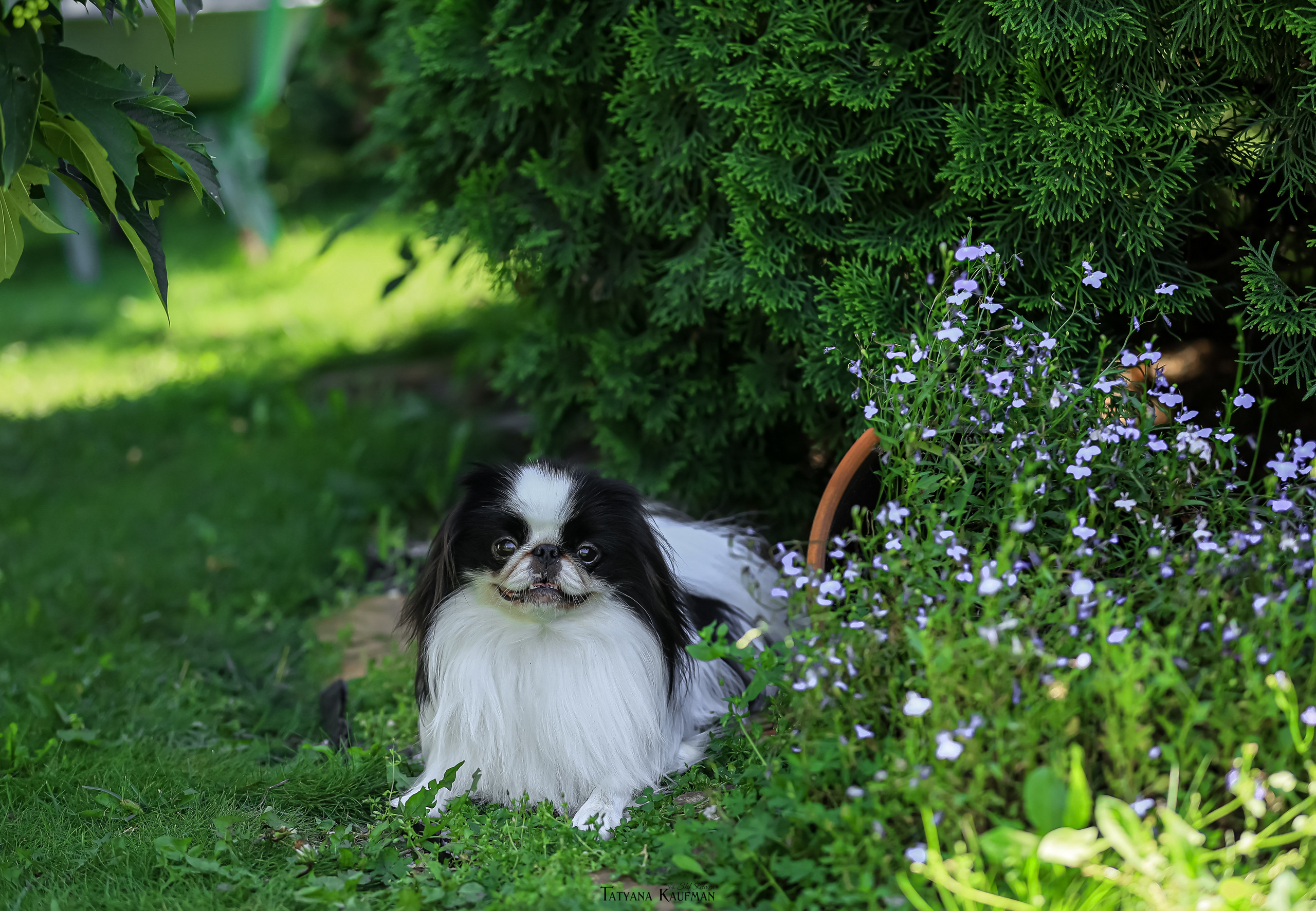 Японский хин, фотография японский хин, собака в цветах, красивая собака, фотограф анималист, фотокурс Анималистика, научиться фотографировать собак, фотограф Новосибирск