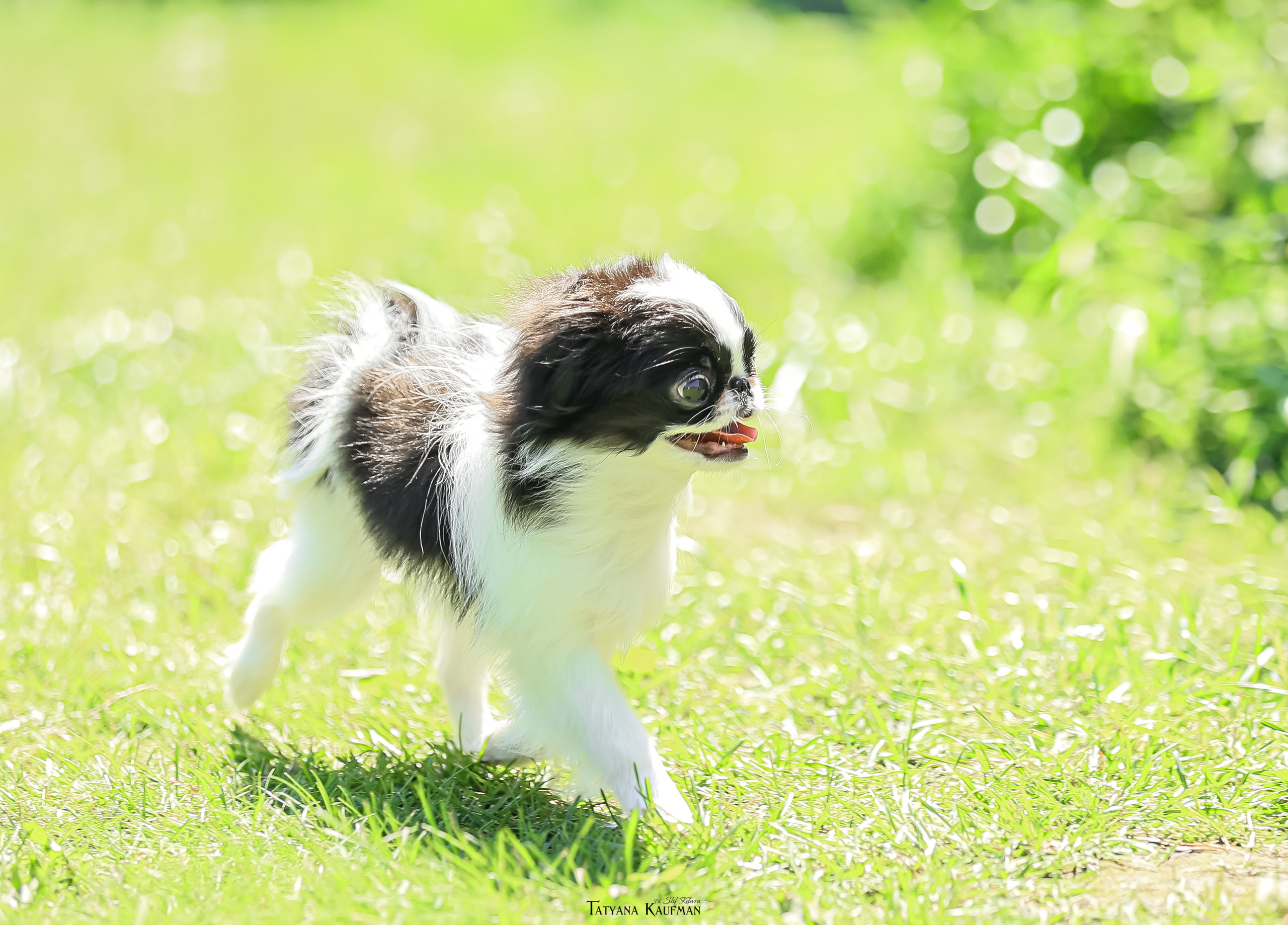 Японский хин, фотография японский хин, собака в цветах, красивая собака, фотограф анималист, фотокурс Анималистика, научиться фотографировать собак, фотограф Новосибирск