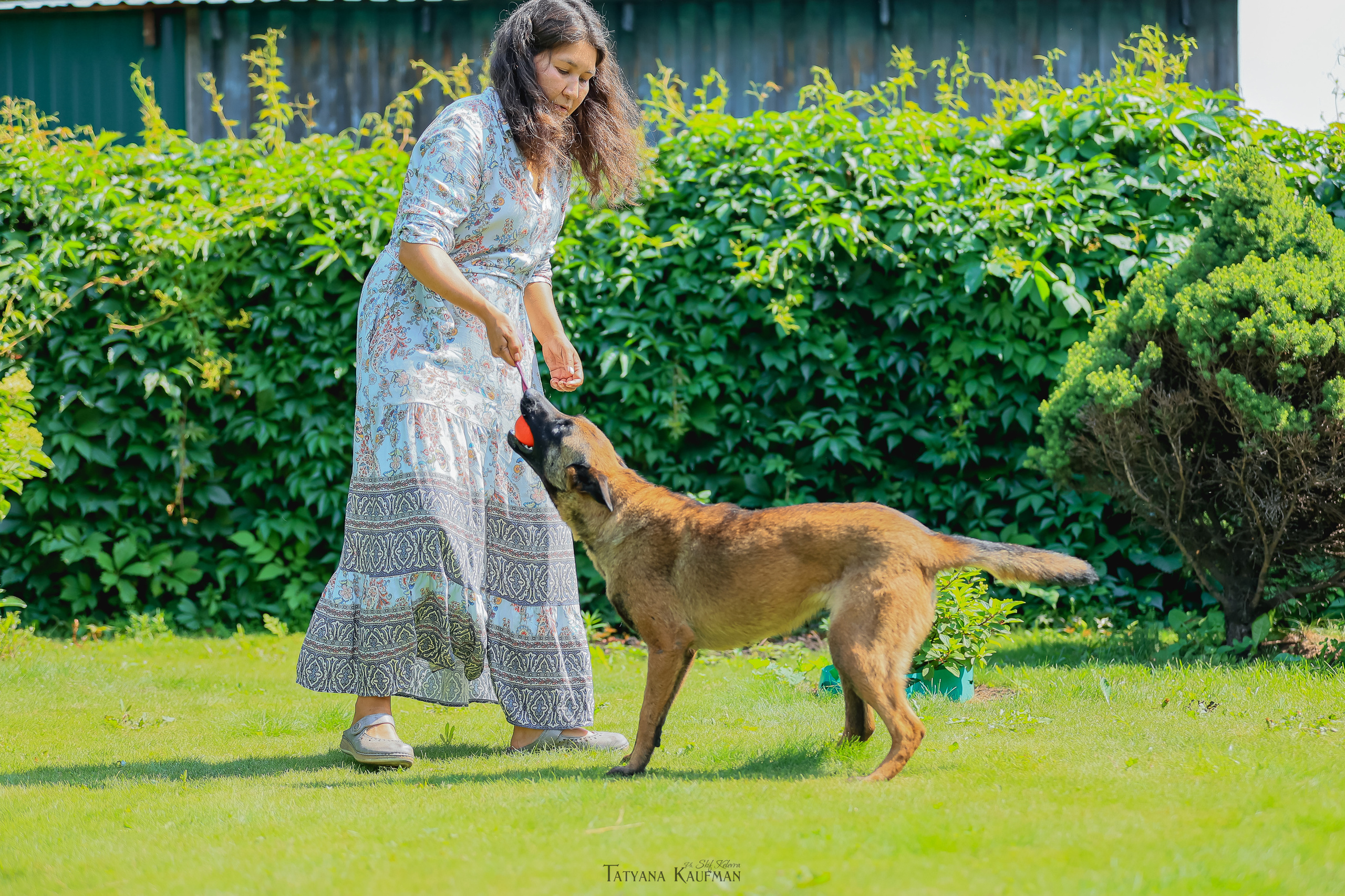 Фотосессия Малинуа. Фотограф Анималист из Новосибирска Татьяна Кауфман