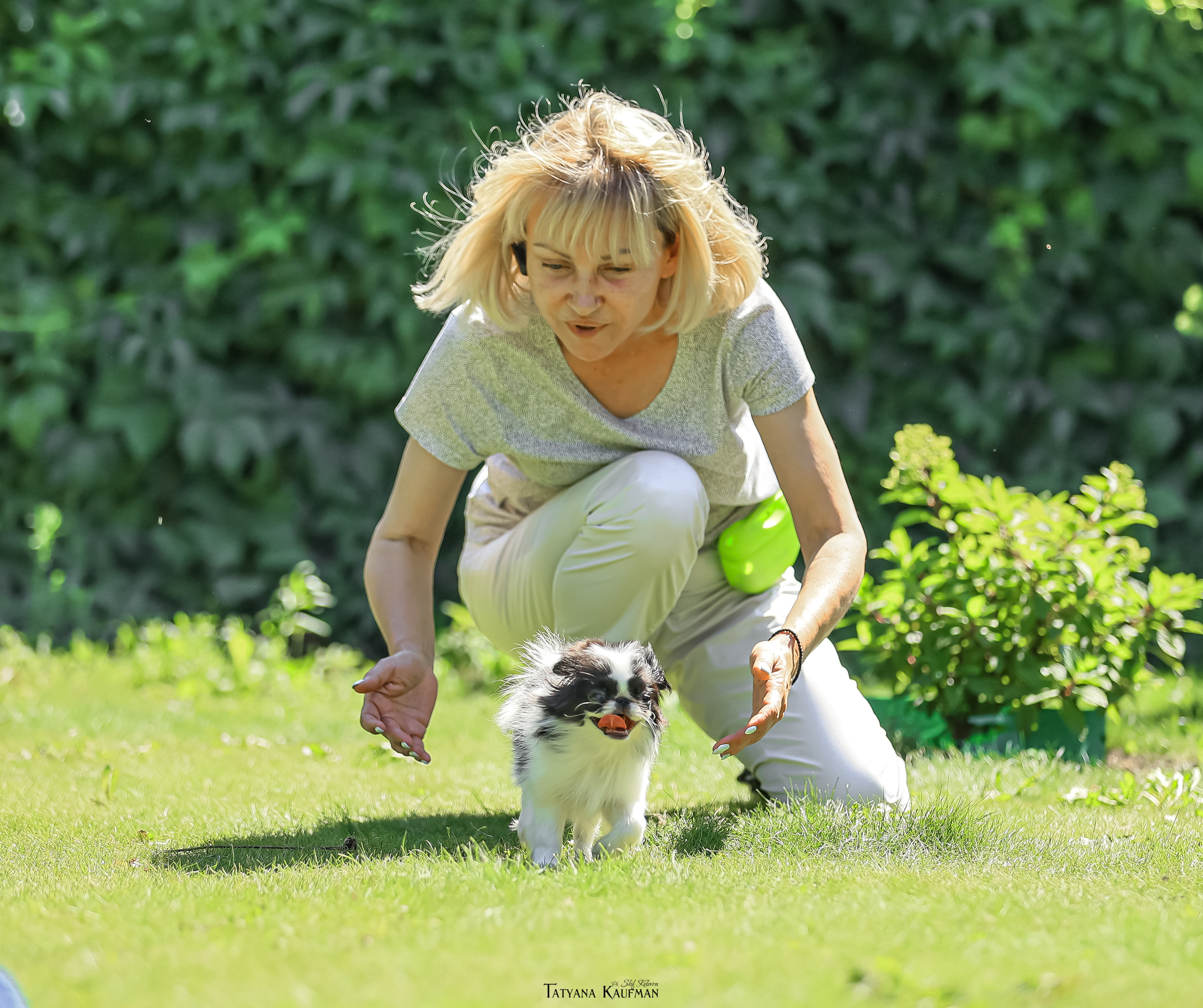 Японский хин, фотография японский хин, собака в цветах, красивая собака, фотограф анималист, фотокурс Анималистика, научиться фотографировать собак, фотограф Новосибирск