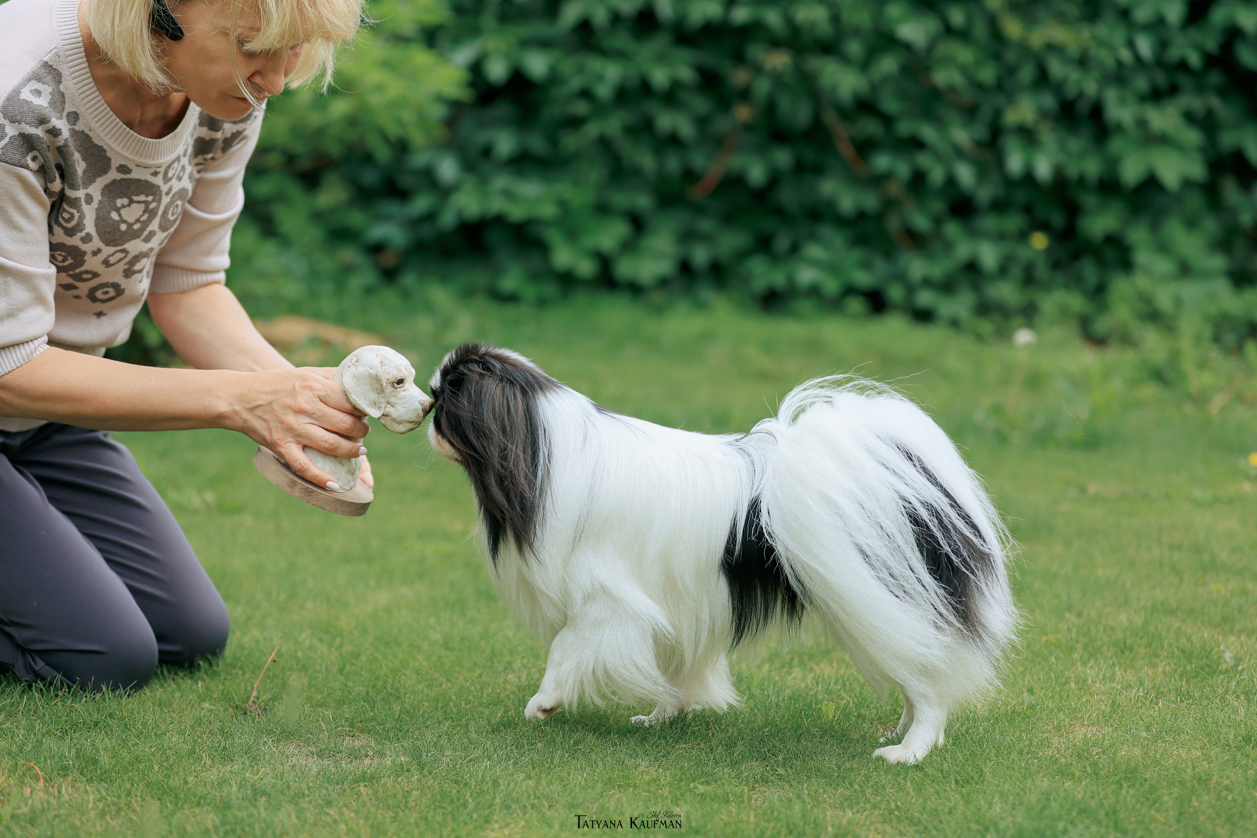 Фотосъемка японских хинов. Фотограф Анималист из Новосибирска Татьяна Кауфман