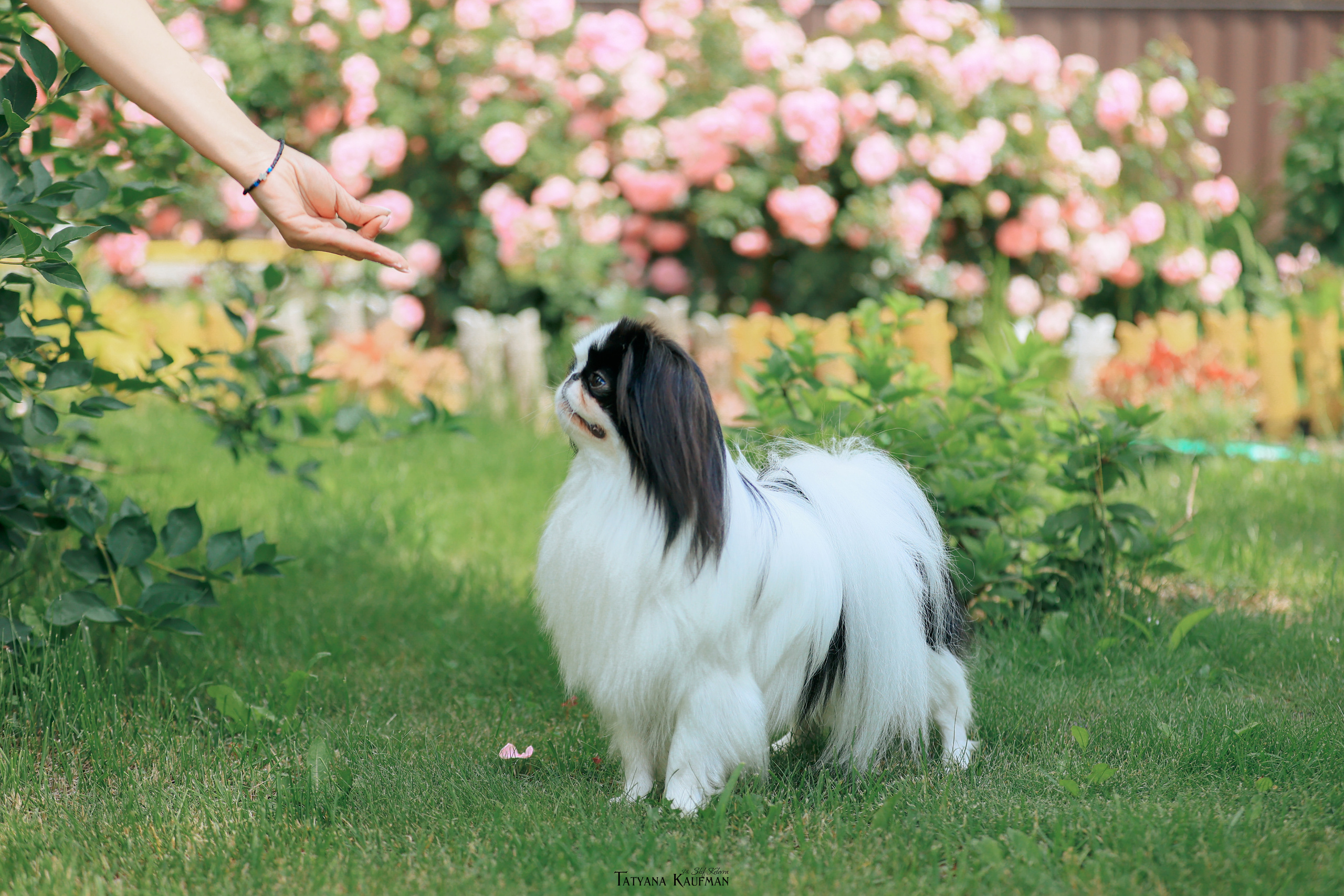 Фотосъемка японских хинов. Фотограф Анималист из Новосибирска Татьяна Кауфман