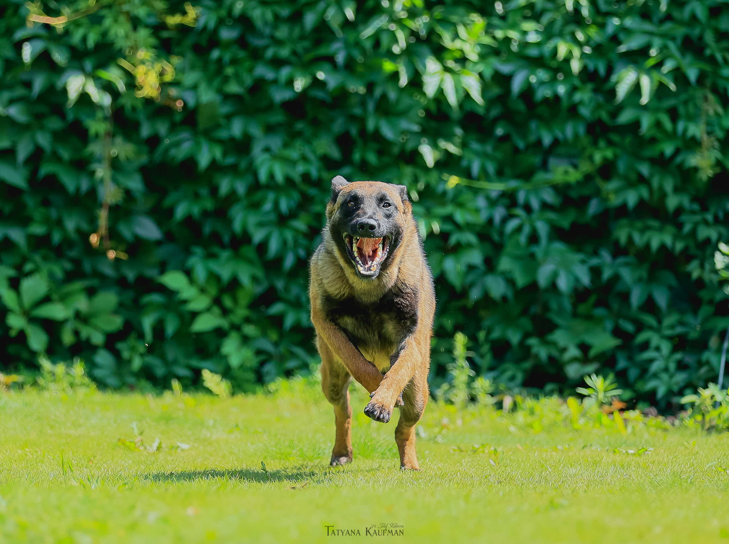 Фотосессия Малинуа. Фотограф Анималист из Новосибирска Татьяна Кауфман