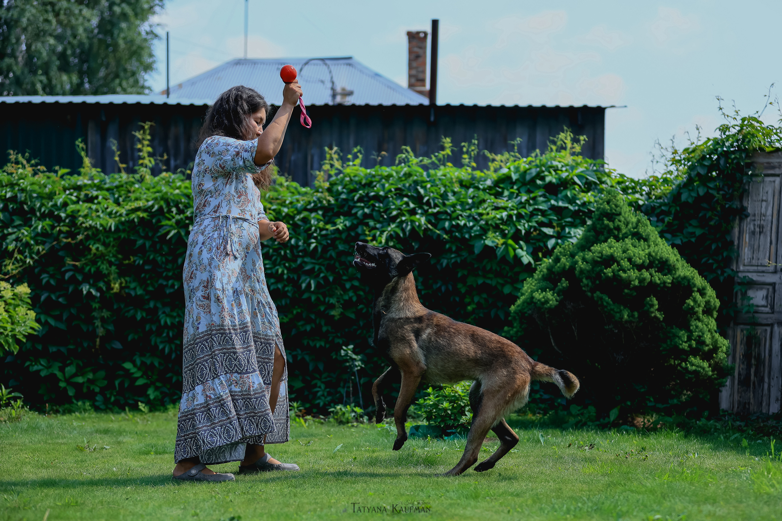 Фотосессия Малинуа. Фотограф Анималист из Новосибирска Татьяна Кауфман