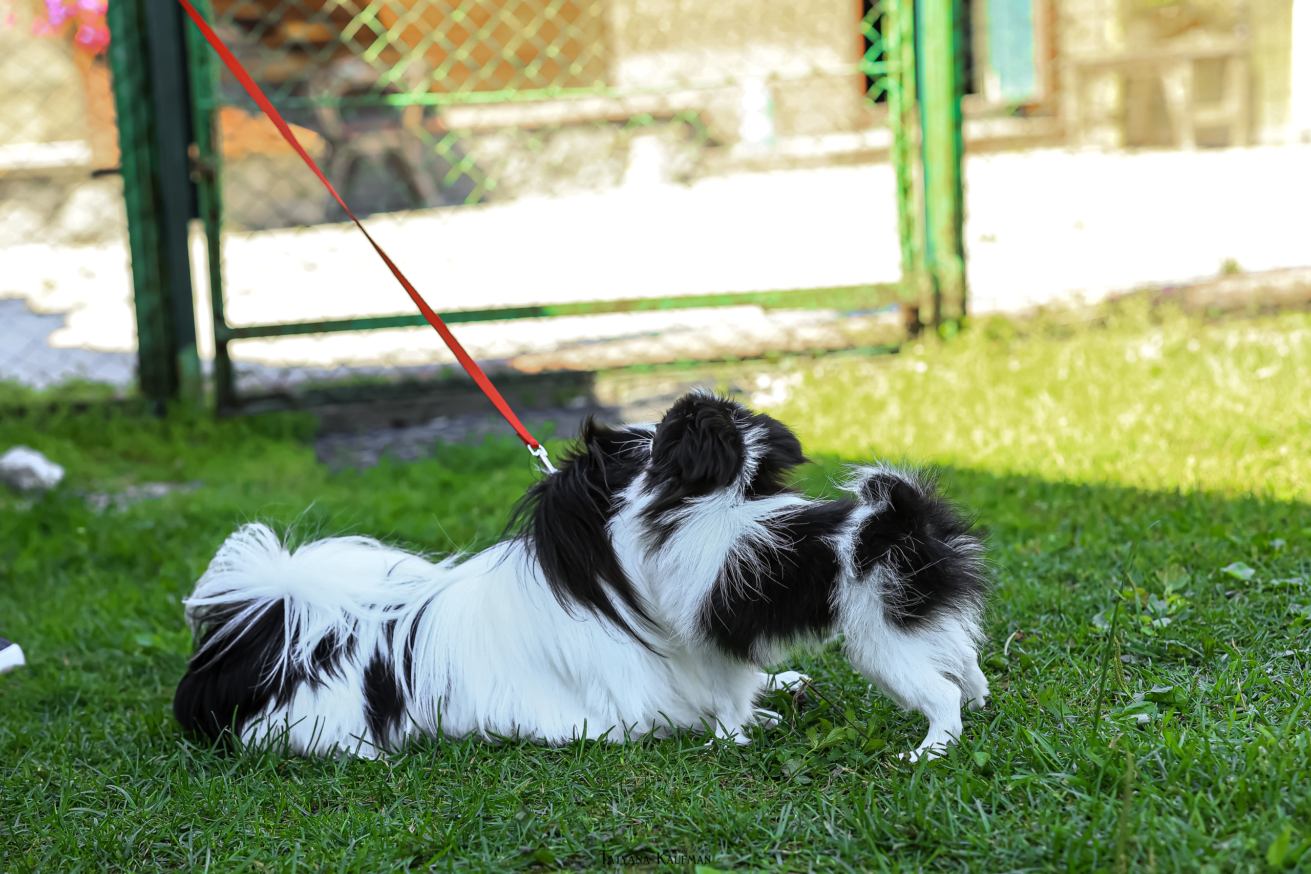 Японский хин, фотография японский хин, собака в цветах, красивая собака, фотограф анималист, фотокурс Анималистика, научиться фотографировать собак, фотограф Новосибирск