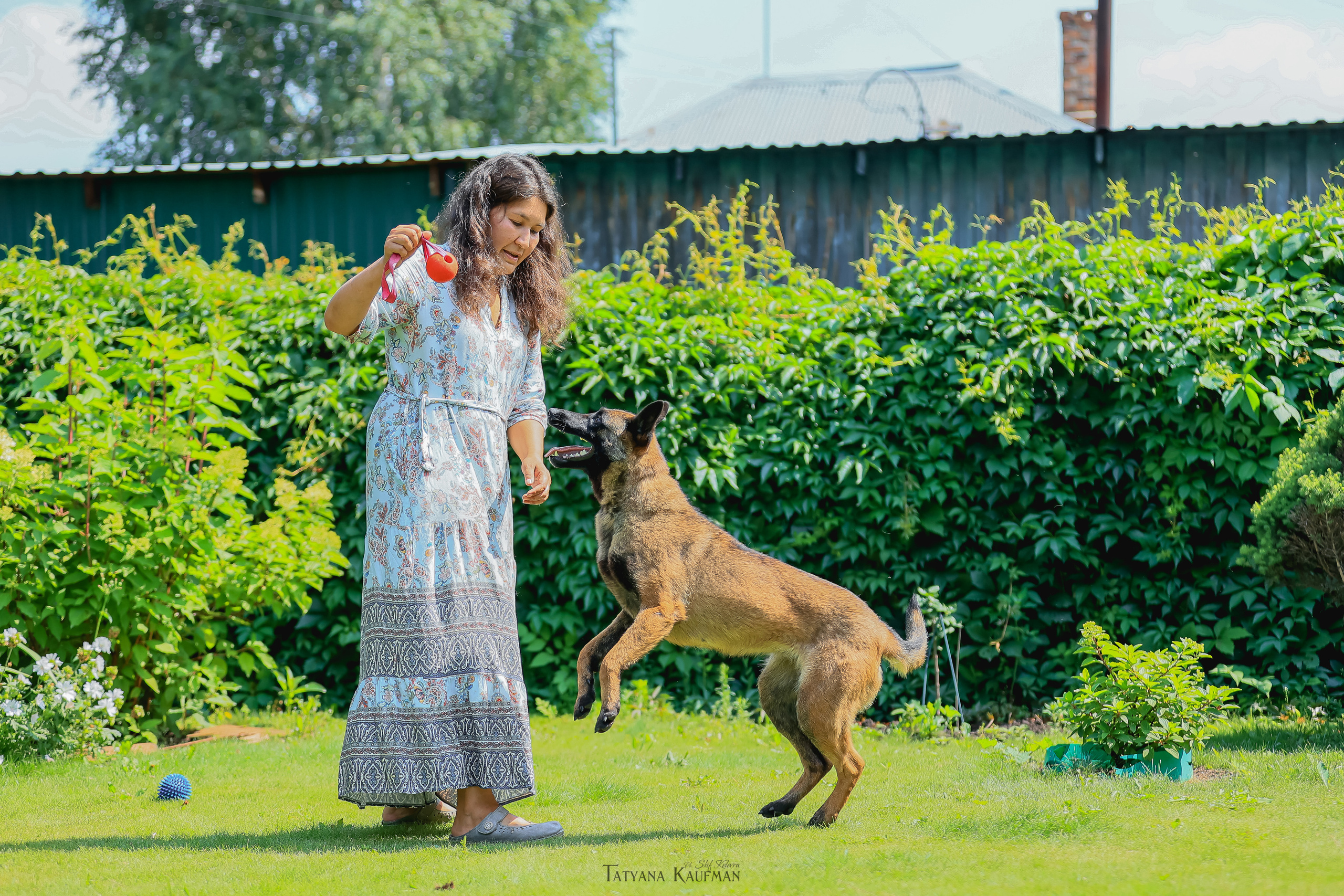 Фотосессия Малинуа. Фотограф Анималист из Новосибирска Татьяна Кауфман