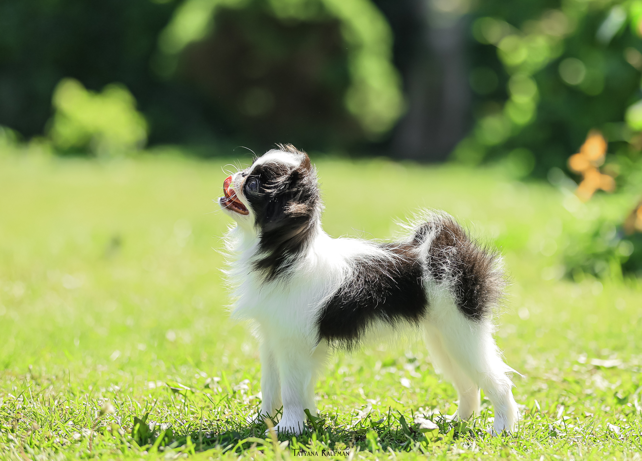 Японский хин, фотография японский хин, собака в цветах, красивая собака, фотограф анималист, фотокурс Анималистика, научиться фотографировать собак, фотограф Новосибирск
