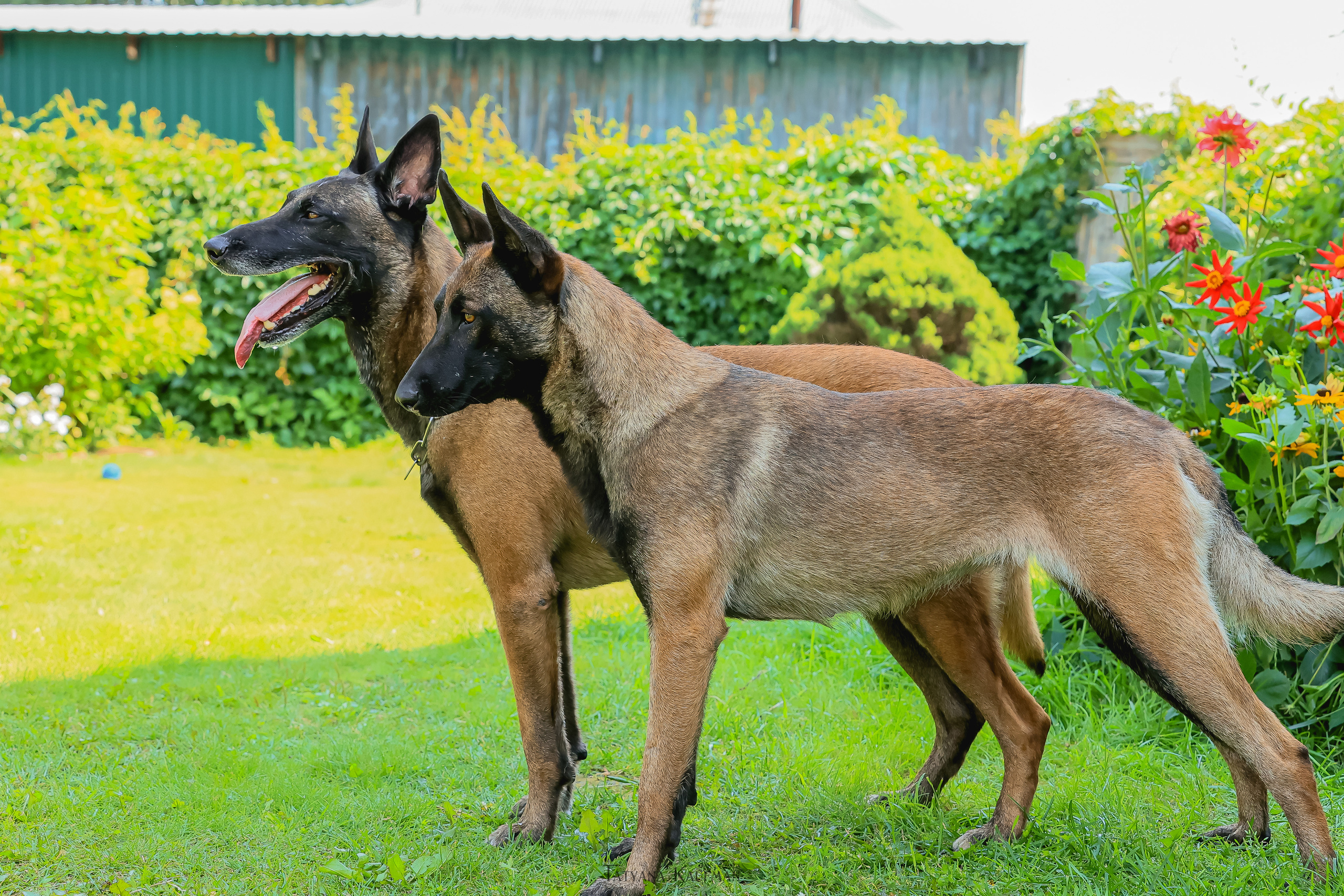 Фотосессия Малинуа. Фотограф Анималист из Новосибирска Татьяна Кауфман