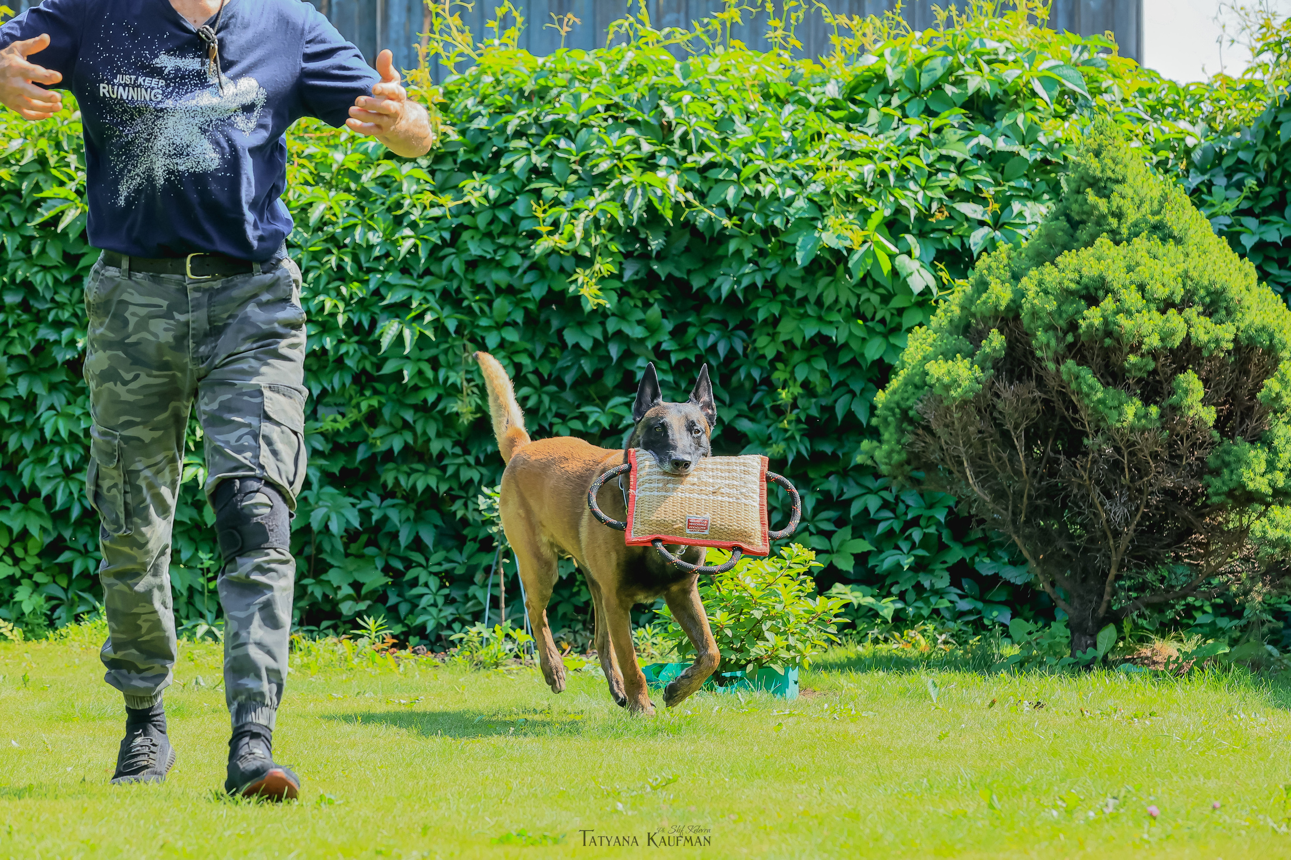 Фотосессия Малинуа. Фотограф Анималист из Новосибирска Татьяна Кауфман